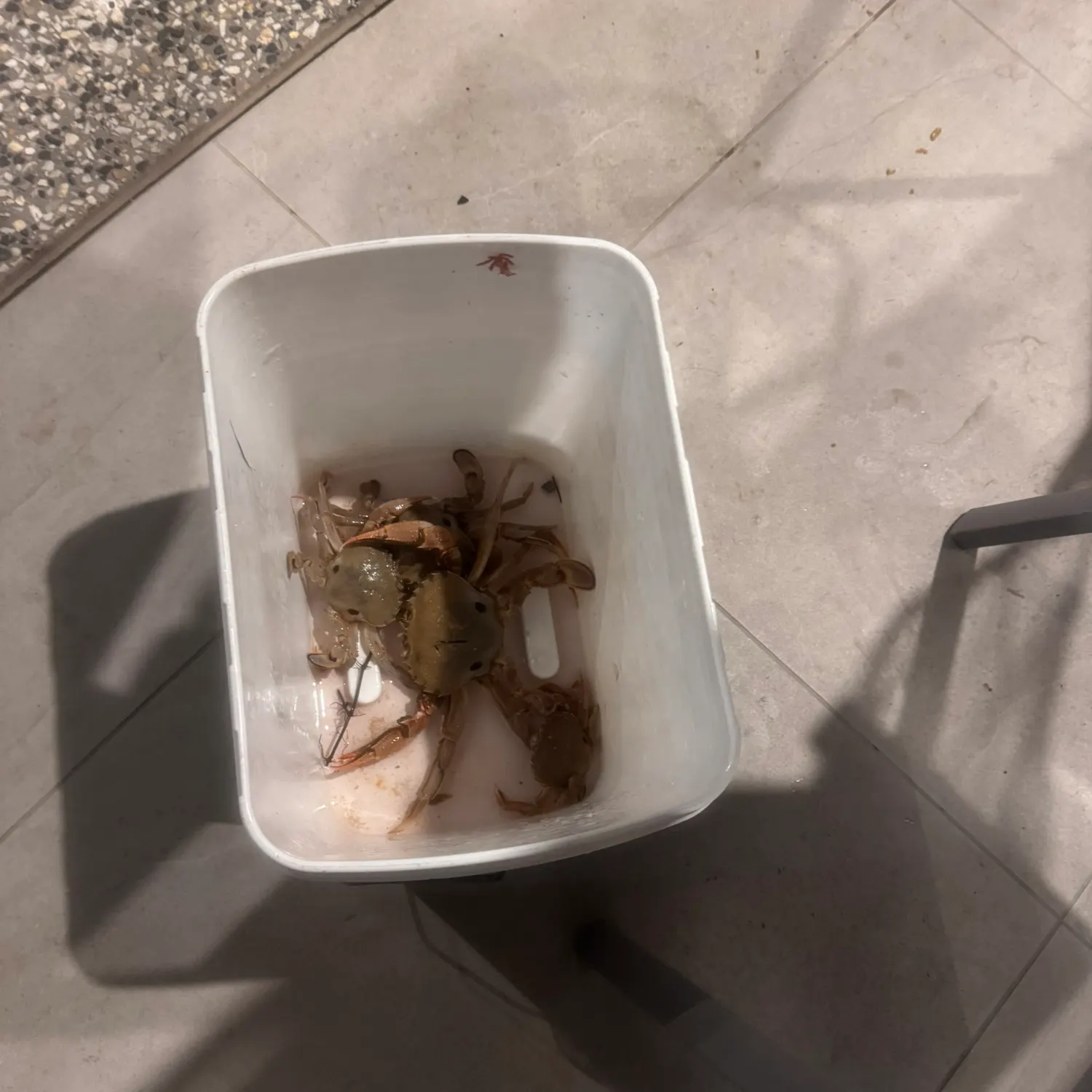 Threespot swimming crab caught on Fishbrain