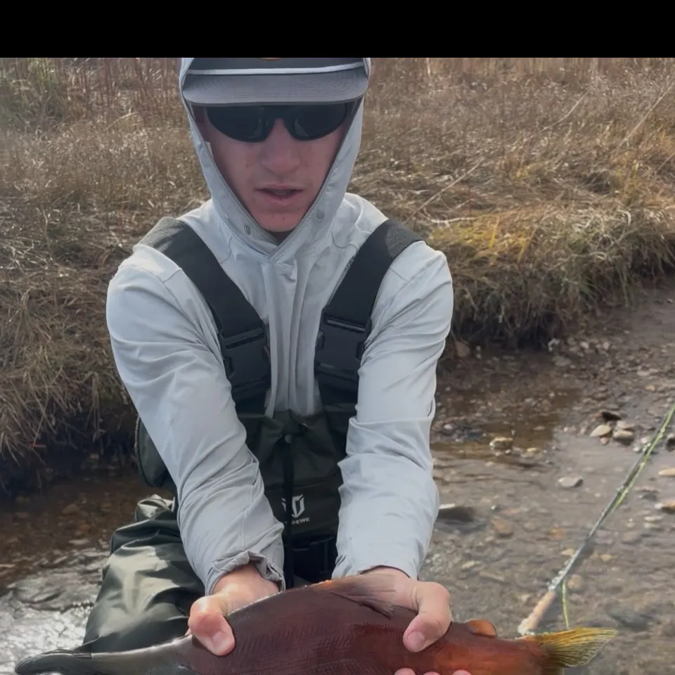 Kokanee salmon caught on Fishbrain