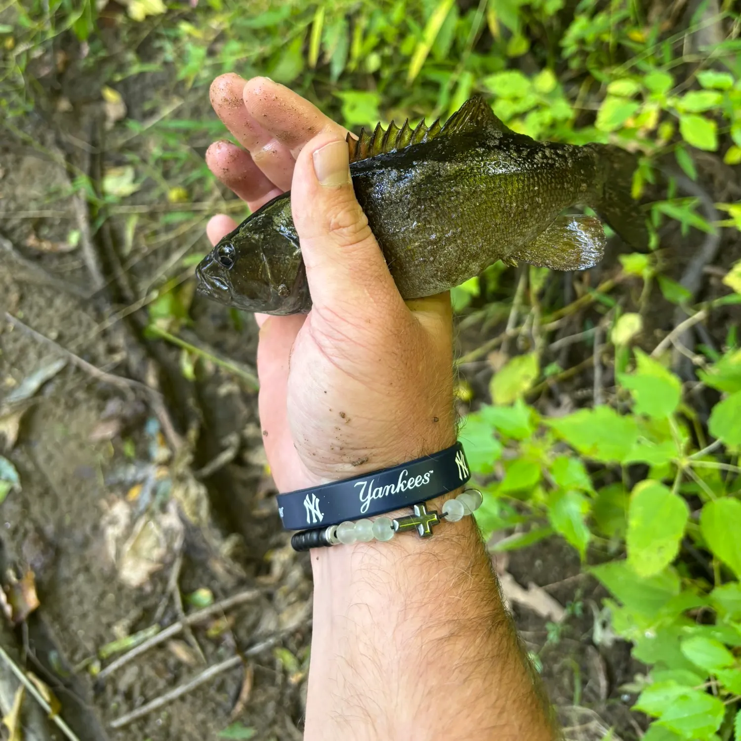 Smallmouth bass caught on Fishbrain