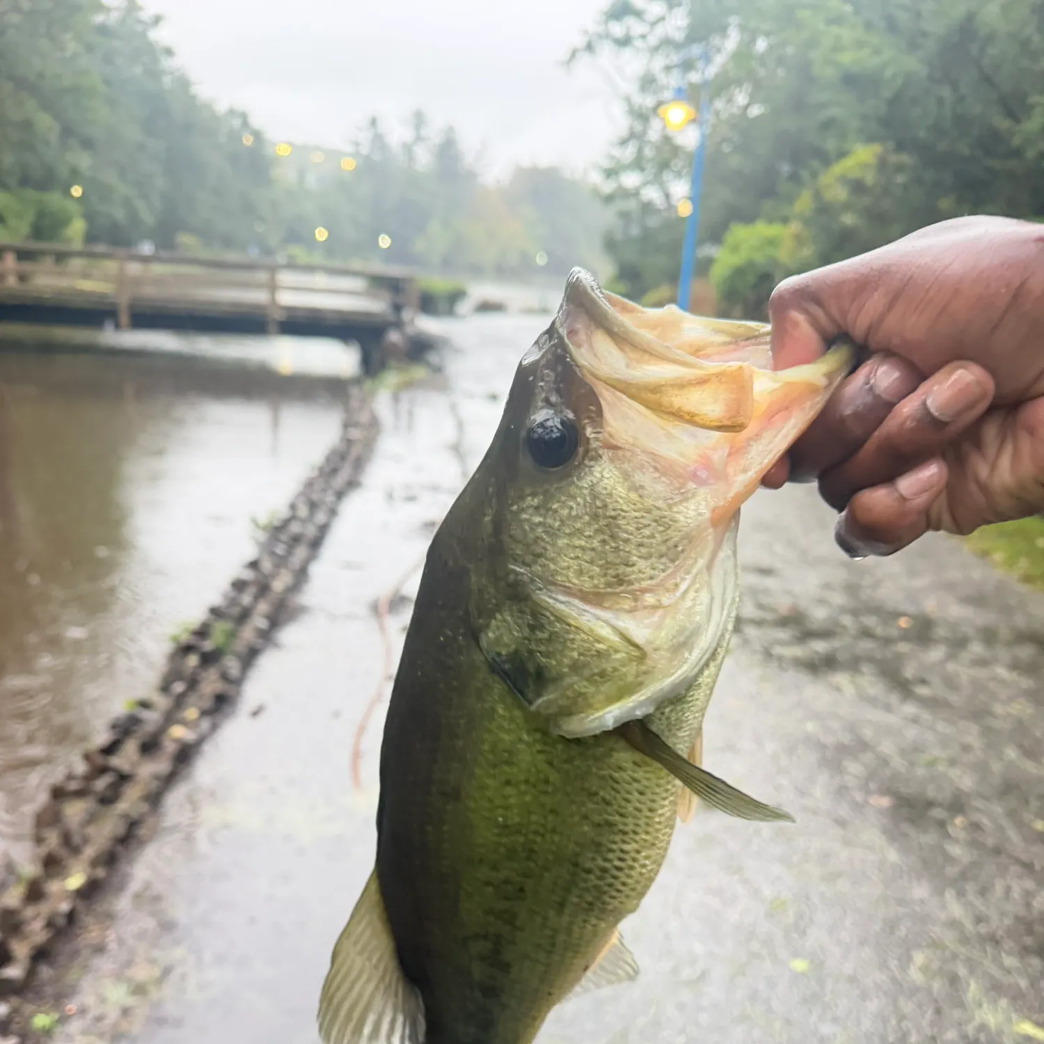 Largemouth bass caught on Fishbrain