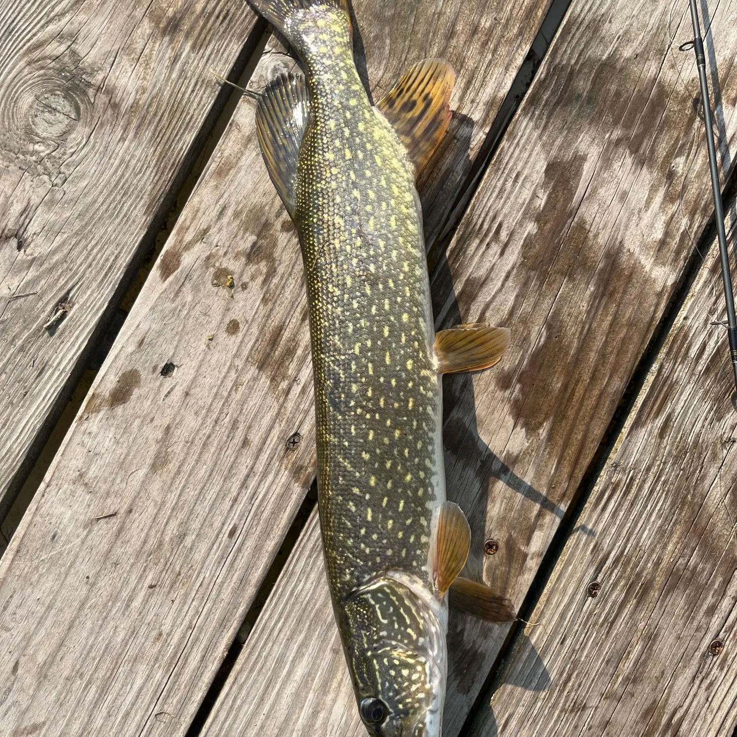 angler catch