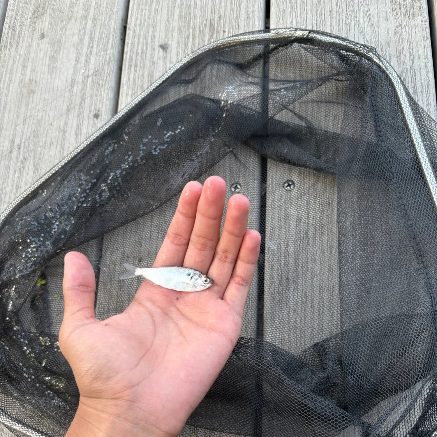 The most recent Threadfin shad catches on Fishbrain