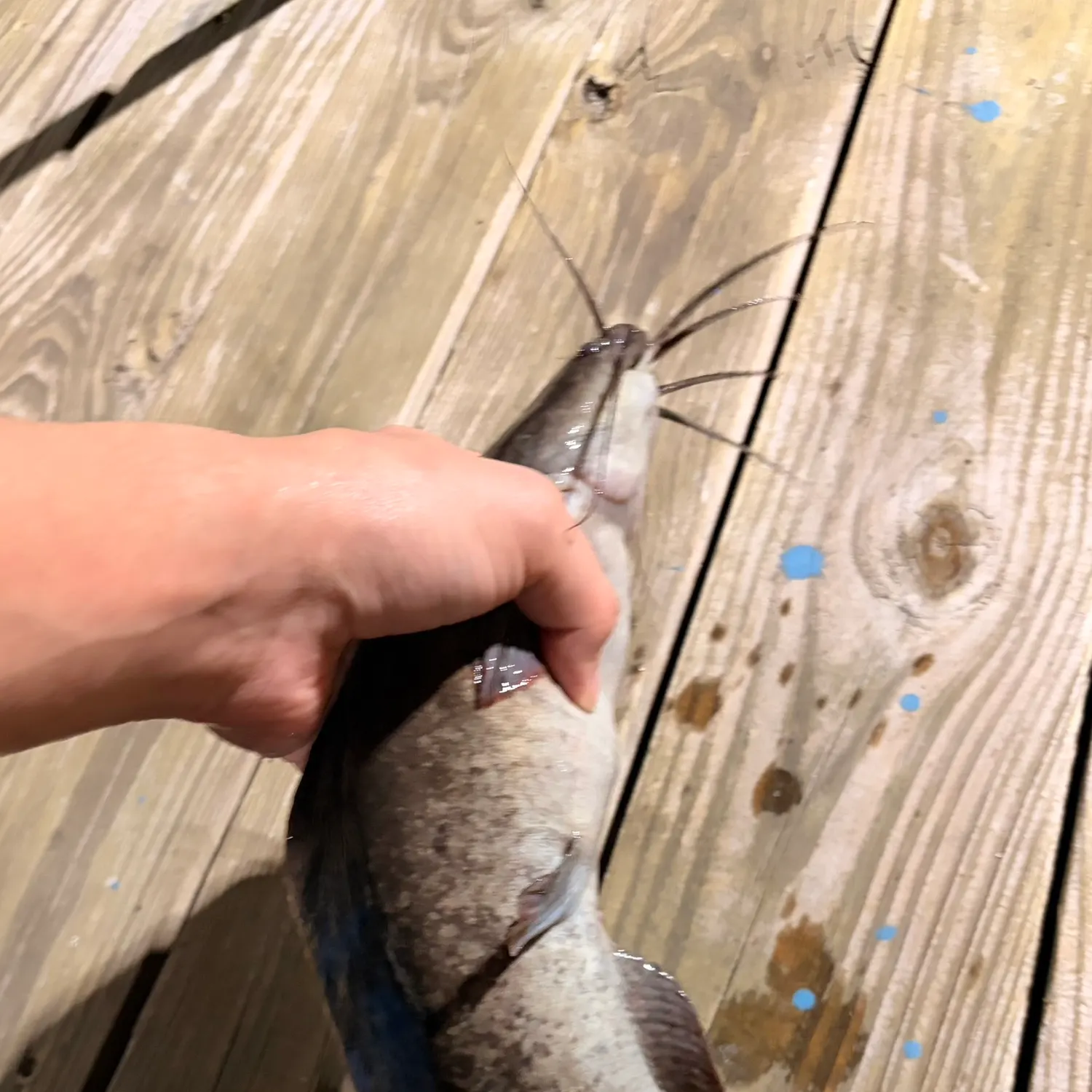 The most recent North African catfish catches on Fishbrain