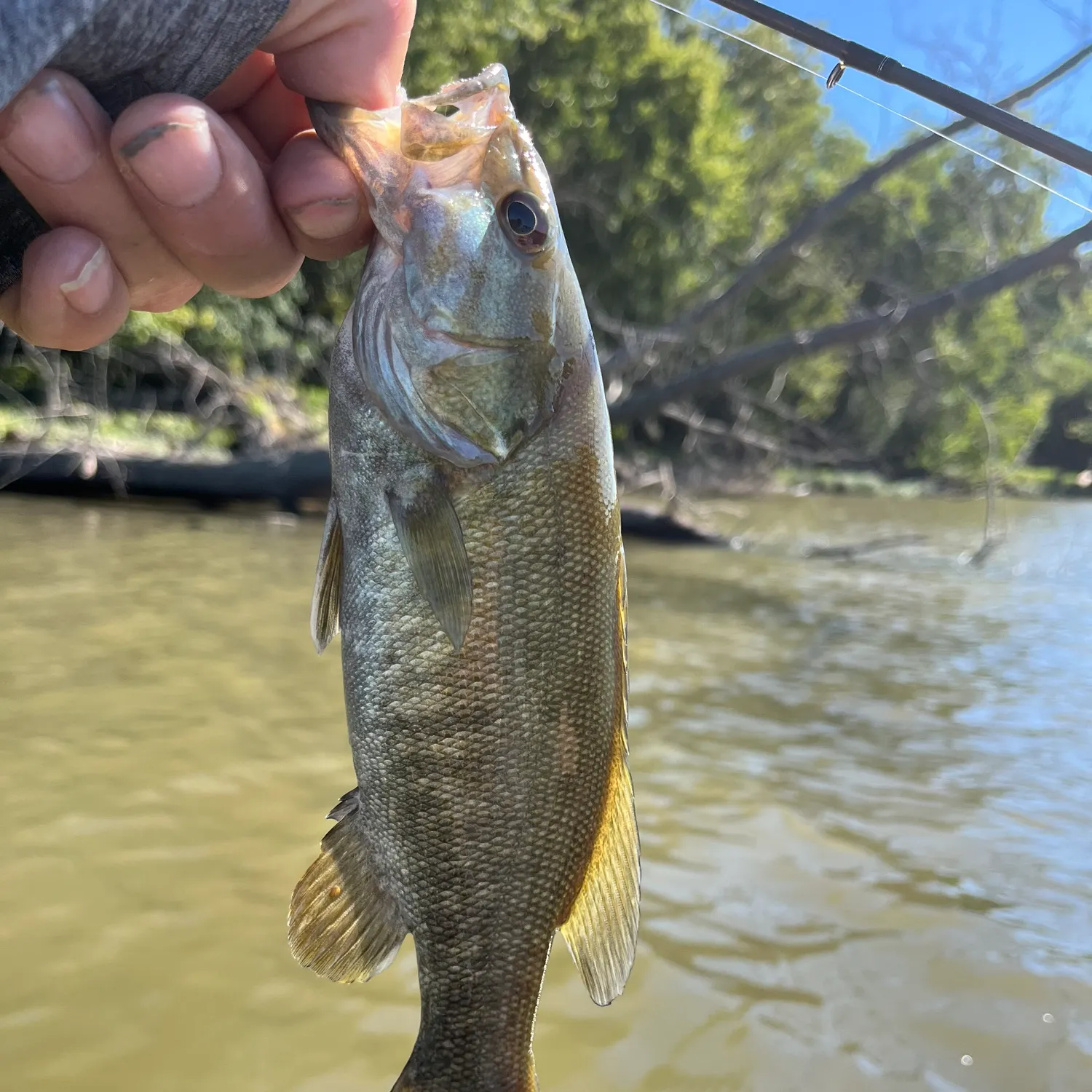 Smallmouth bass caught on Fishbrain