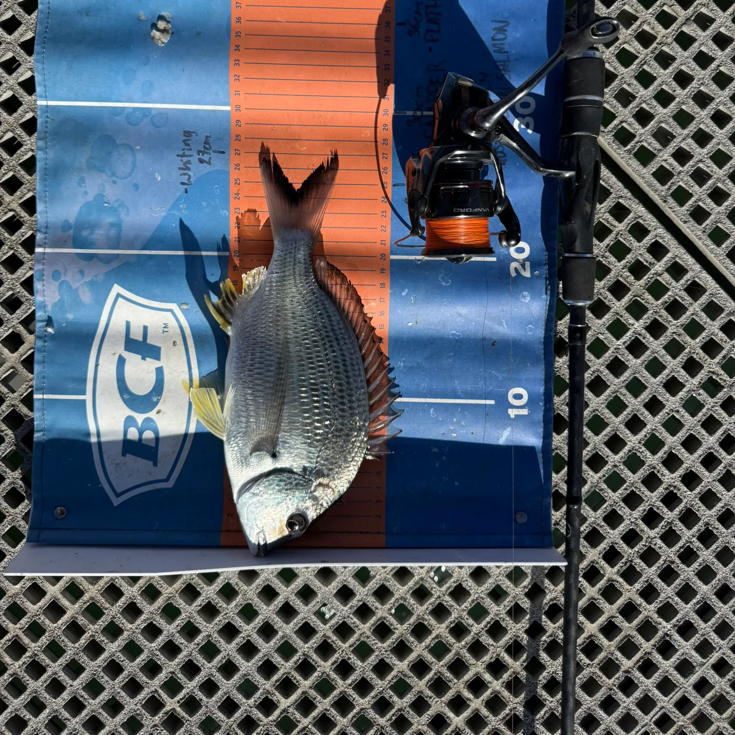 The most recent Southern black bream catches on Fishbrain