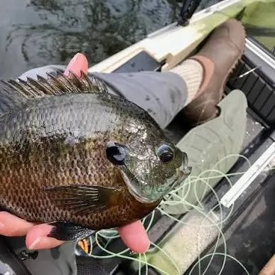 Bluegill caught on Fishbrain