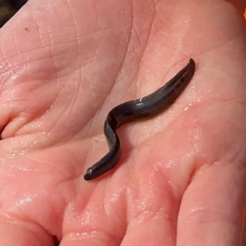 The most recent Tidepool gunnel catches on Fishbrain