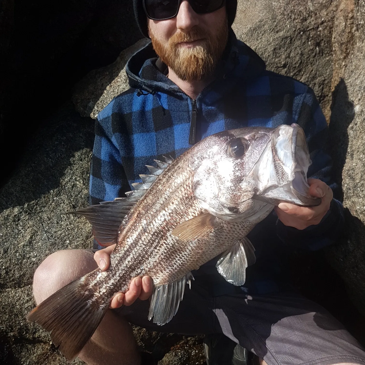 Westralian jewfish caught on Fishbrain