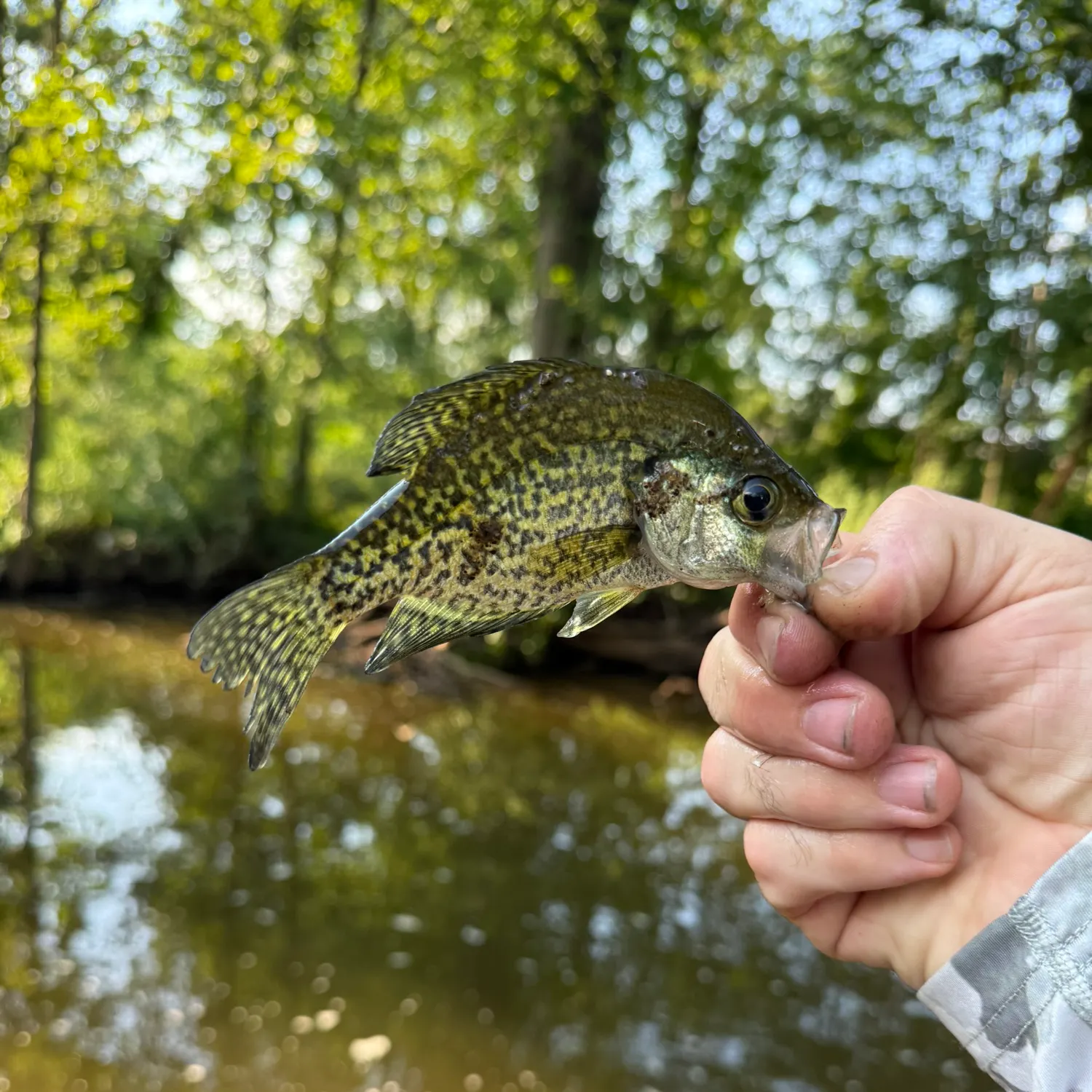 Black crappie caught on Fishbrain