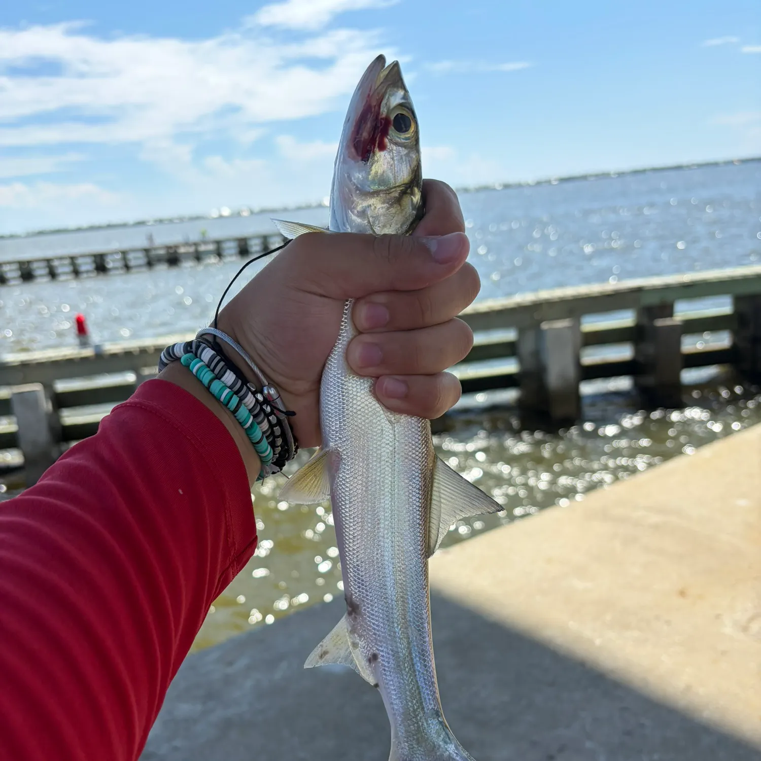 The most recent Ladyfish catches on Fishbrain
