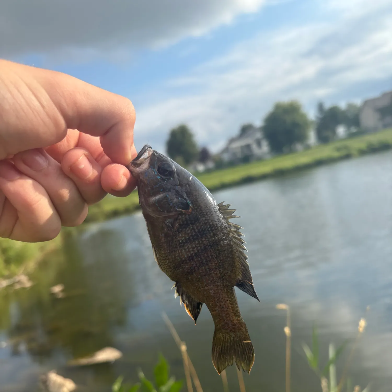 catch