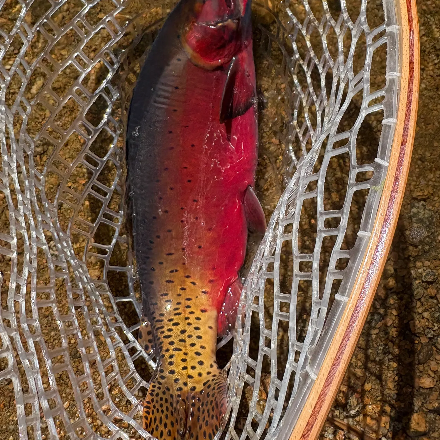 The most recent Cutthroat trout catches on Fishbrain