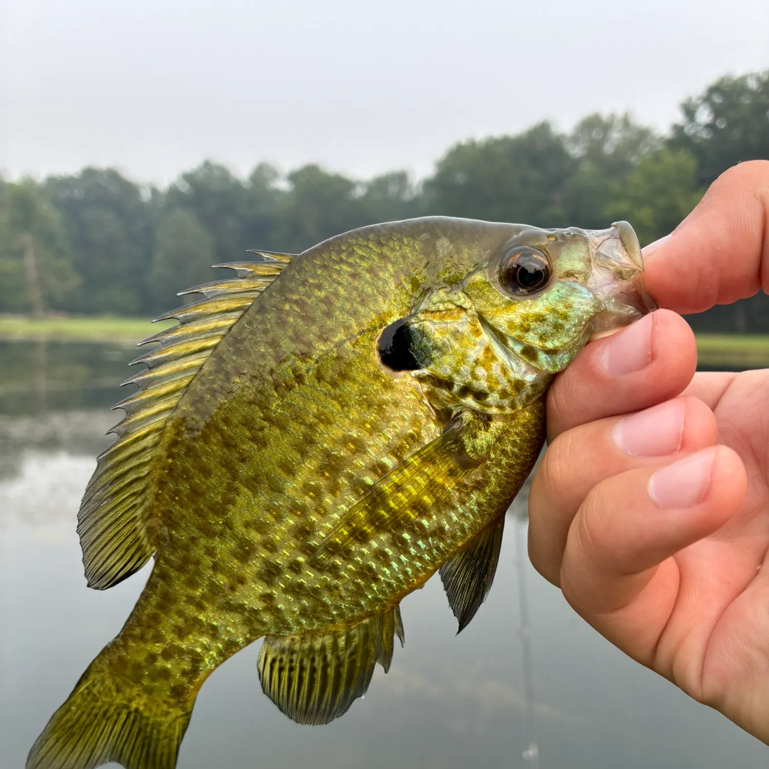 Redear x bluegill caught on Fishbrain