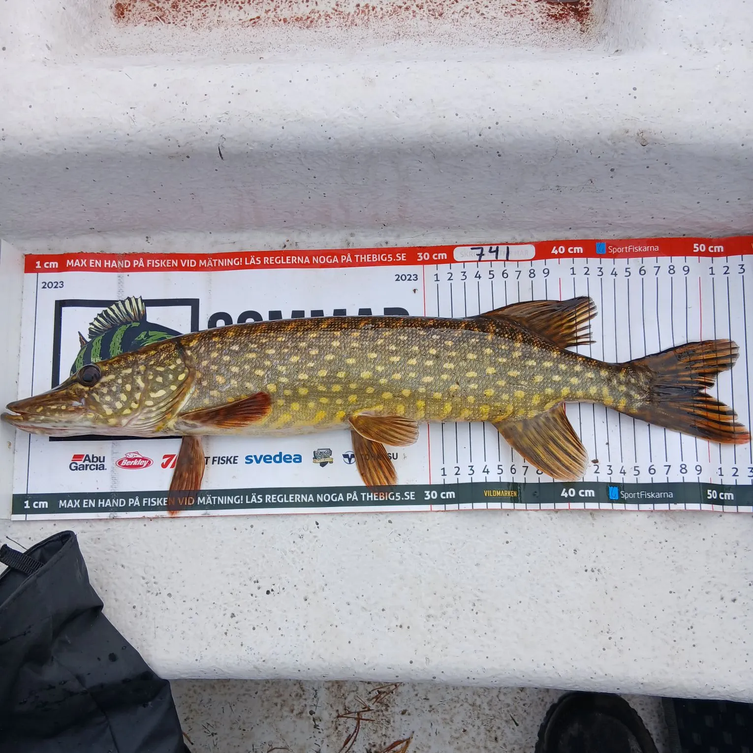 Northern pike caught on Fishbrain