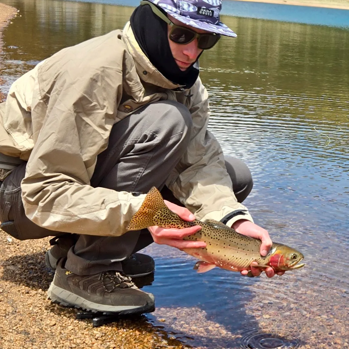 The most recent Greenback cutthroat trout catches on Fishbrain