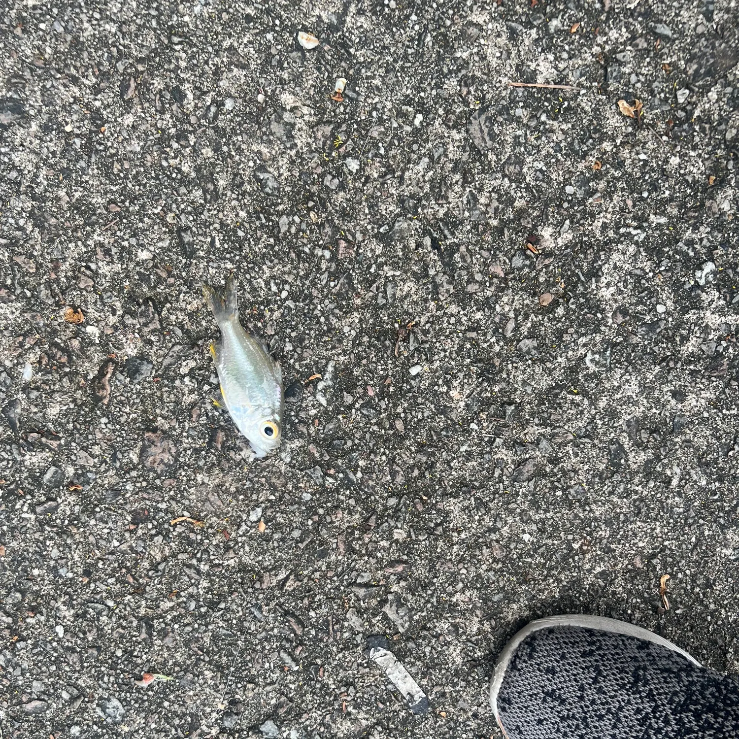 The most recent Singapore glassy perchlet catches on Fishbrain