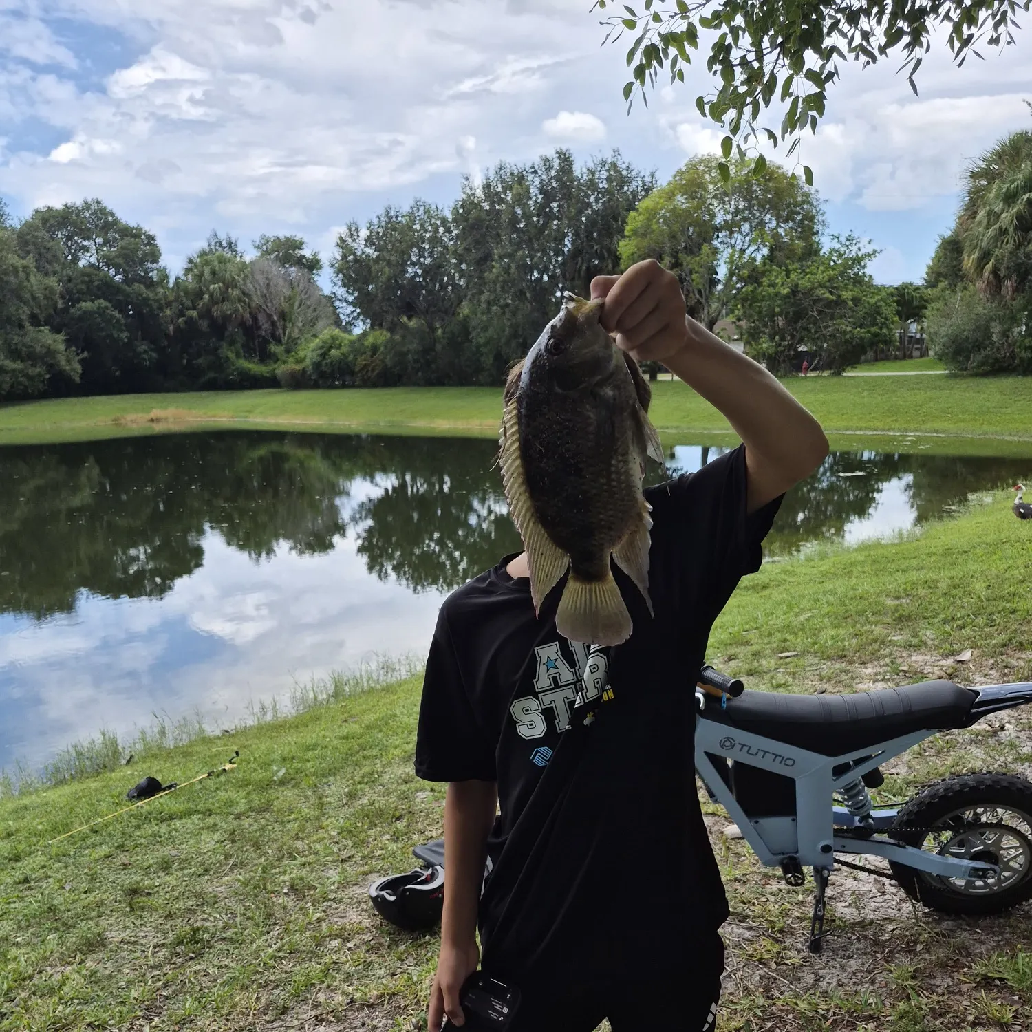 The most recent Spotted tilapia catches on Fishbrain