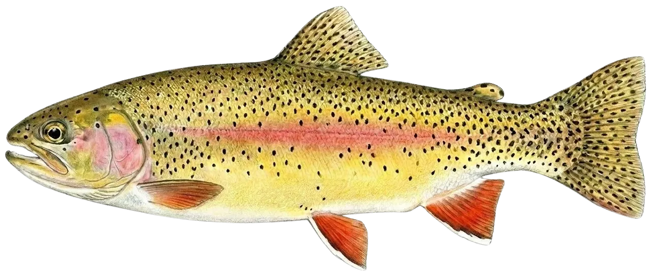Apache x rainbow trout