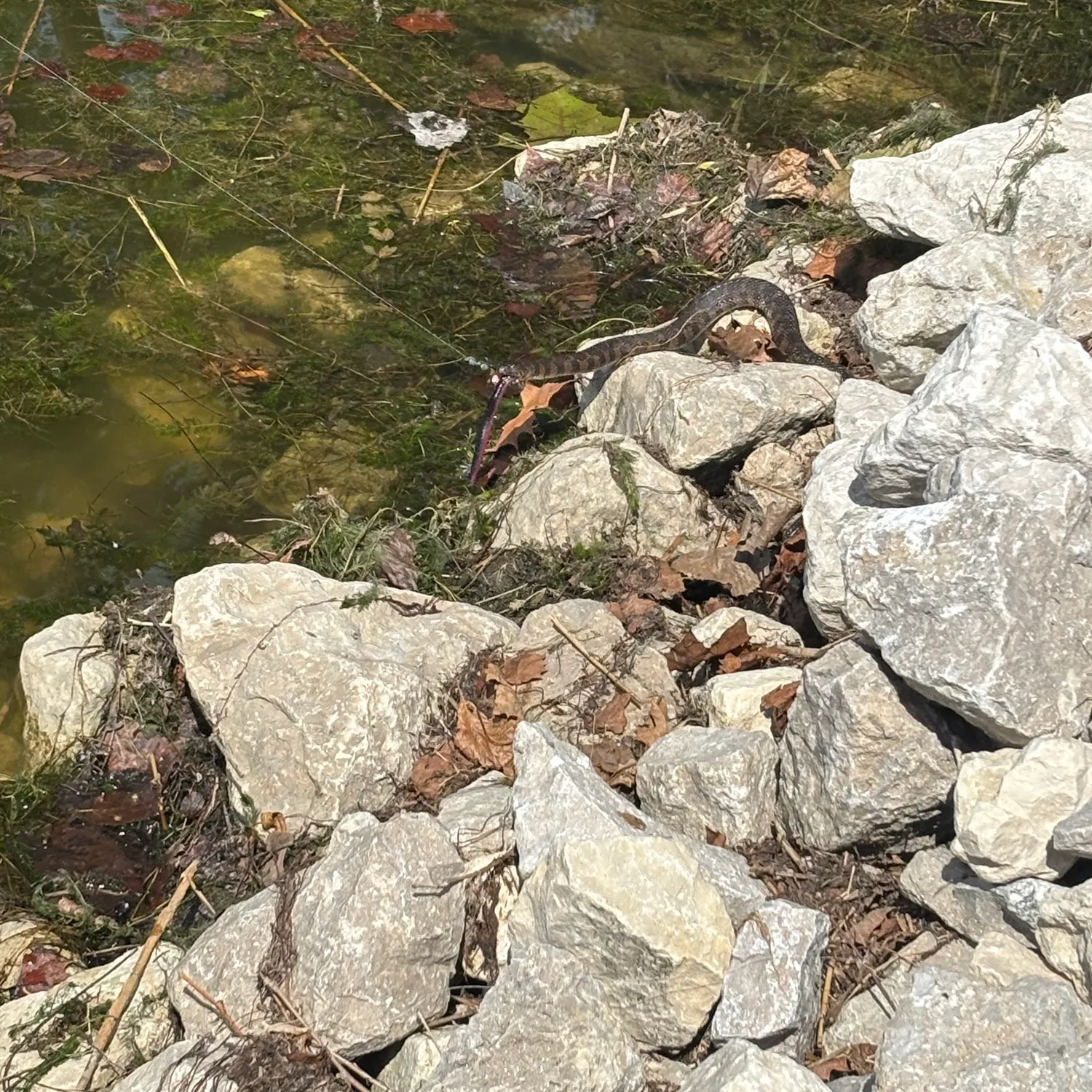 The most recent Dubois sea snake catches on Fishbrain