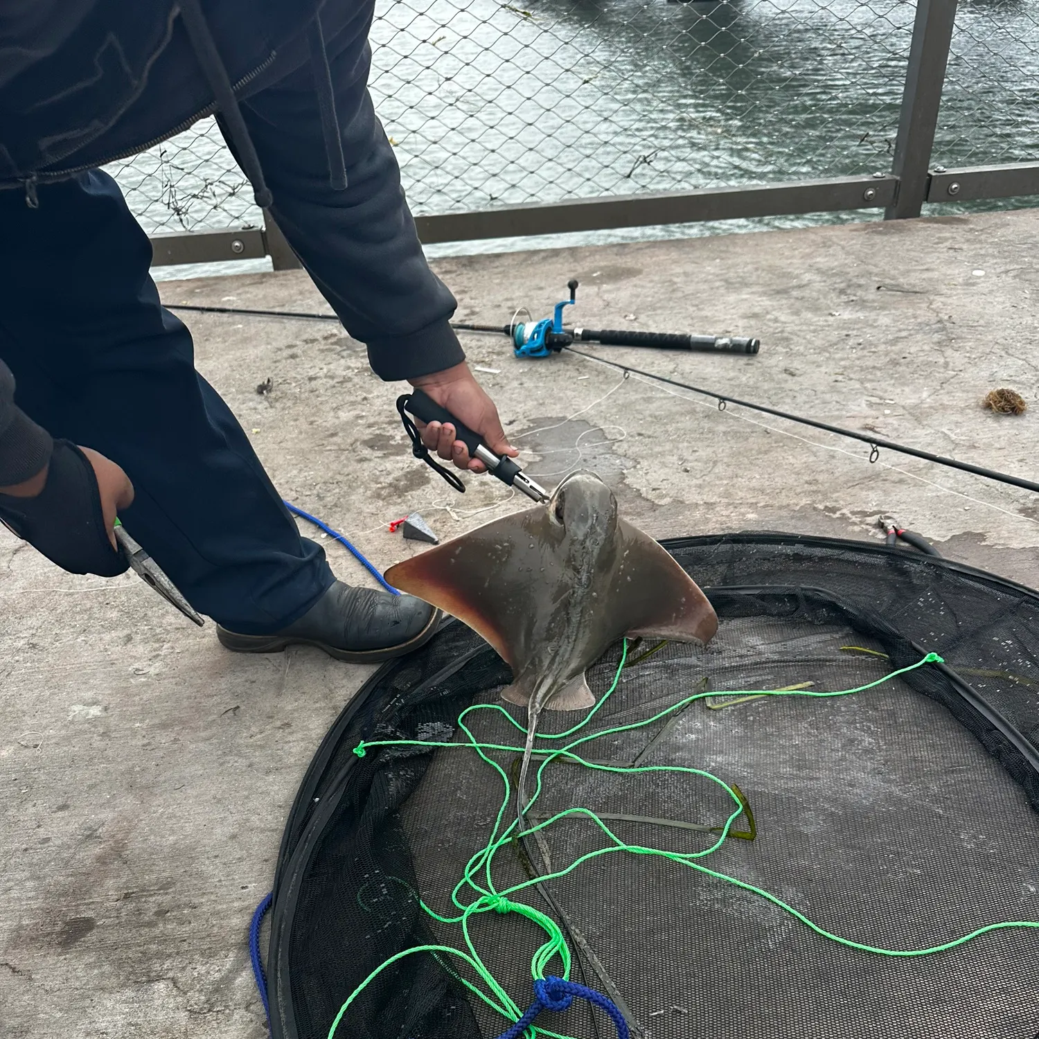 The most recent Bat eagle ray catches on Fishbrain