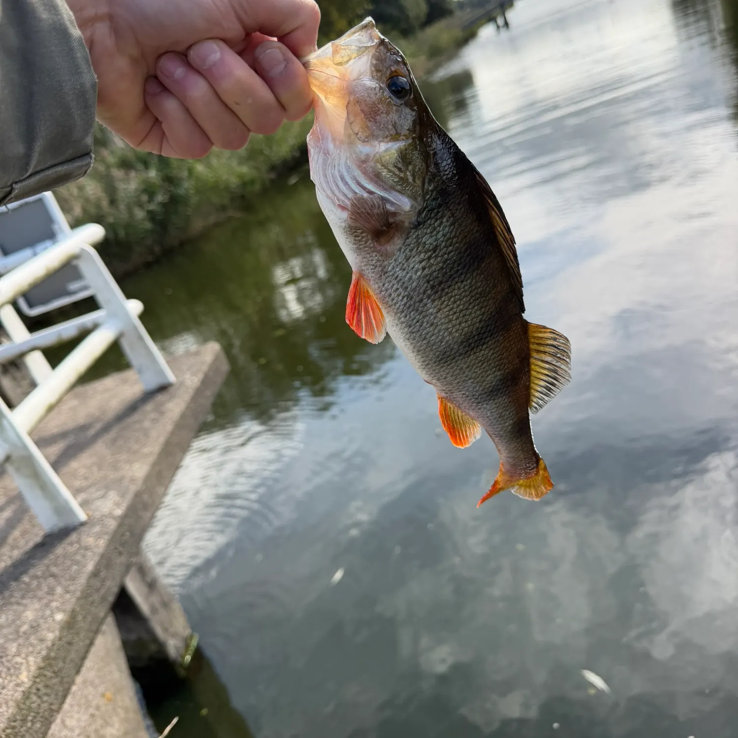 European perch caught on Fishbrain