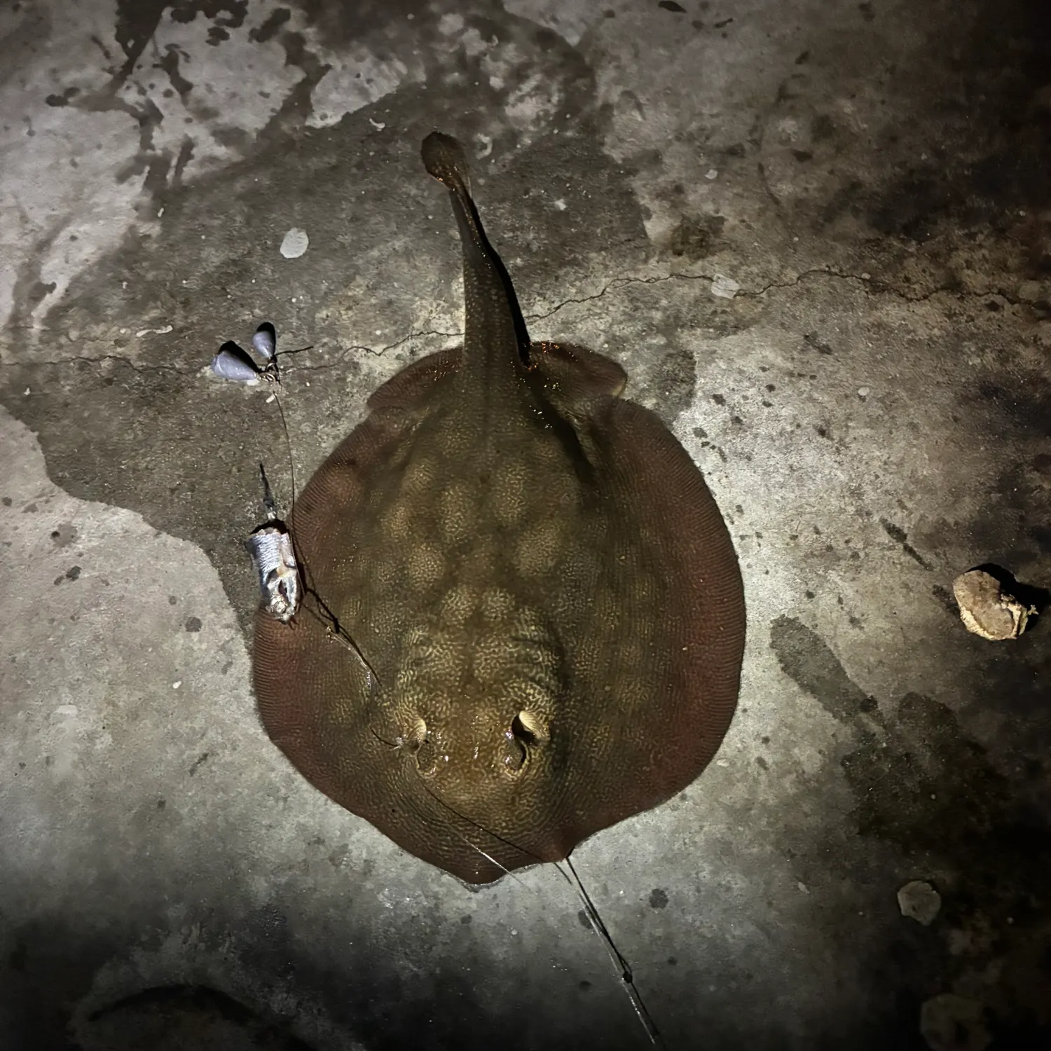 Haller's round ray caught on Fishbrain