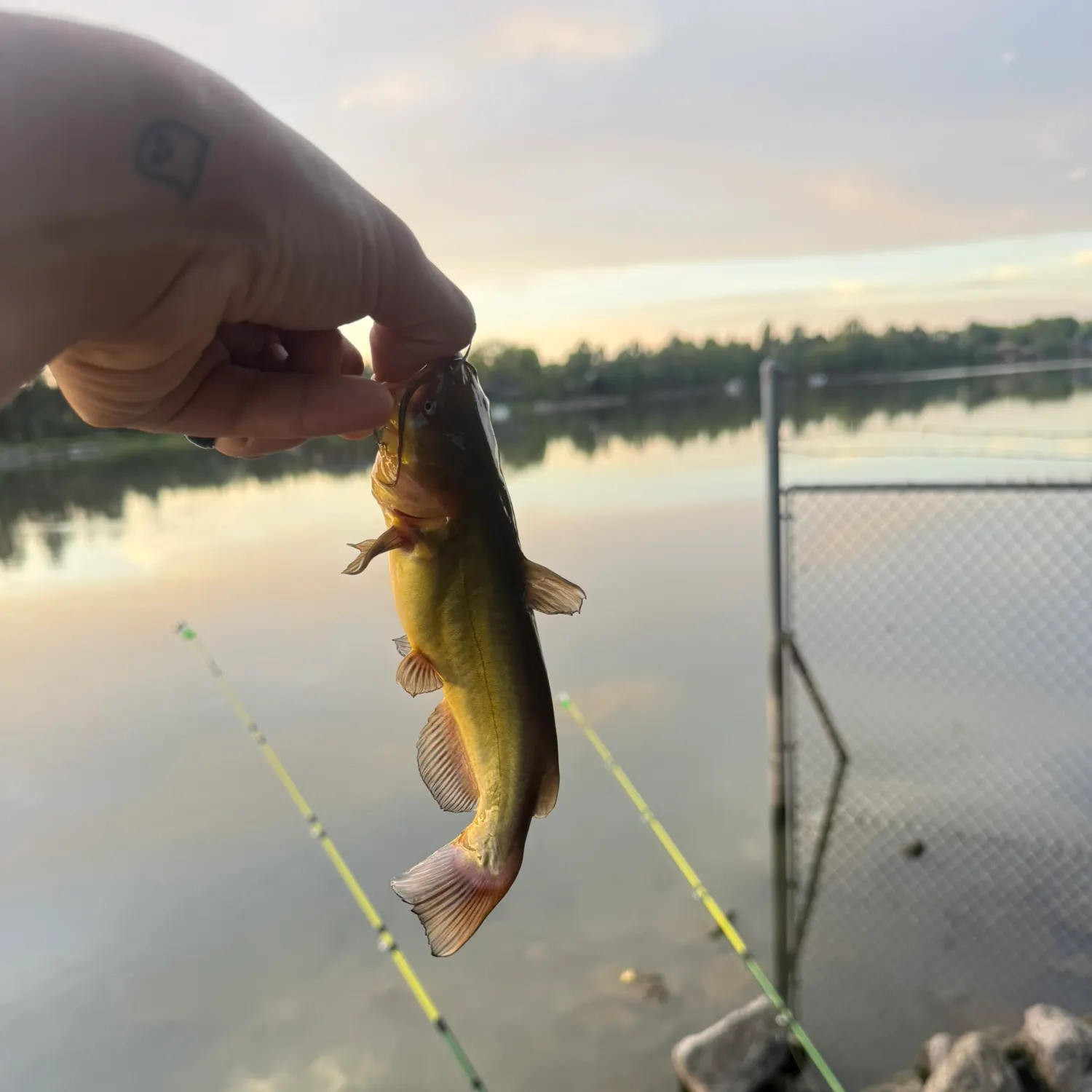 Yellow bullhead caught on Fishbrain