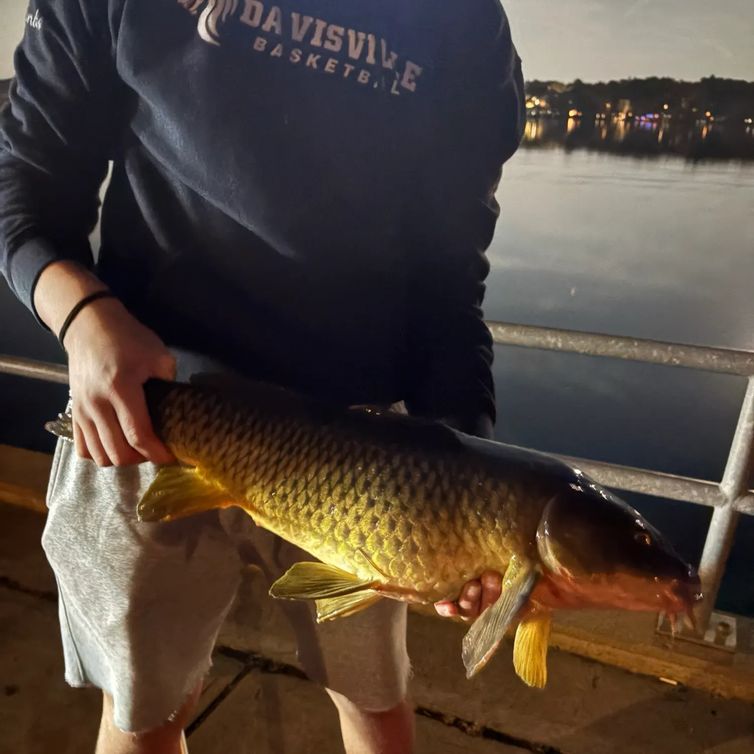 Common carp caught on Fishbrain