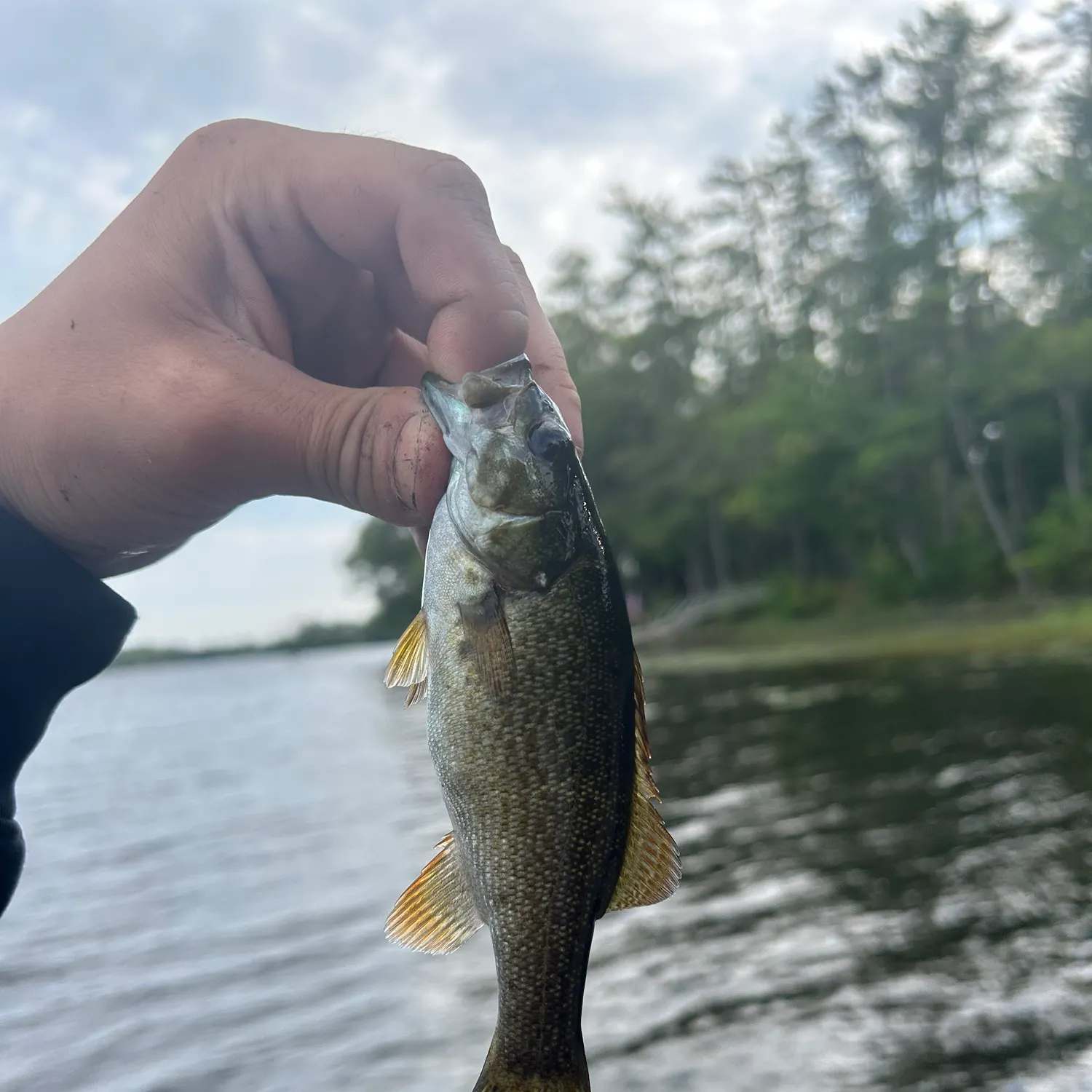 Smallmouth bass caught on Fishbrain