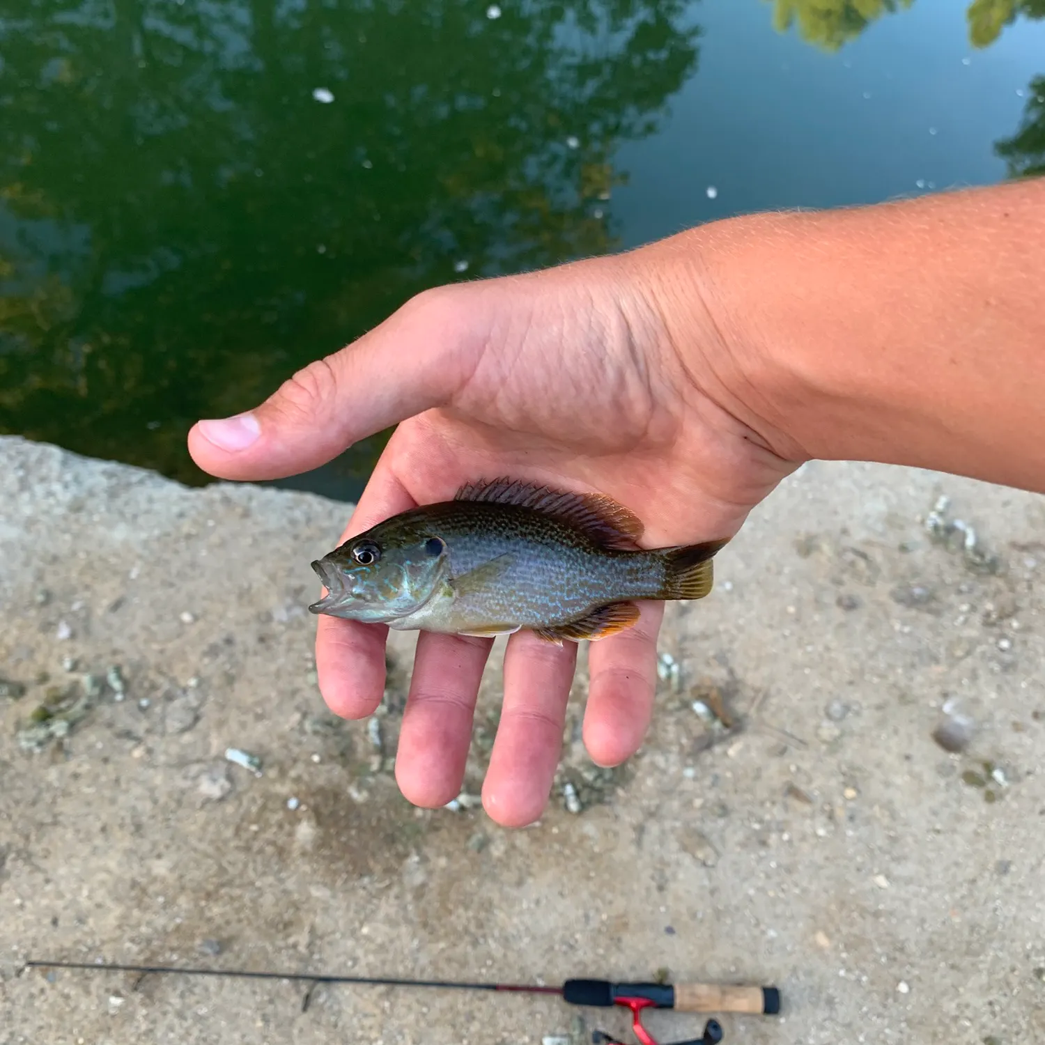 Greengill hybrid caught on Fishbrain