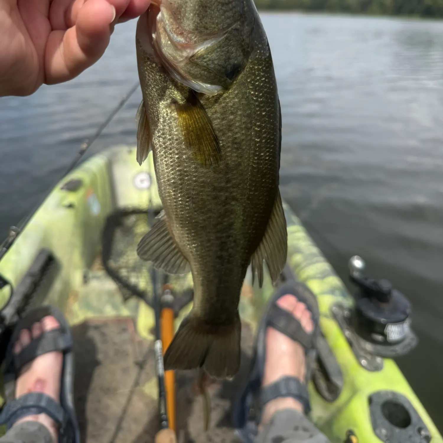 Largemouth bass caught on Fishbrain