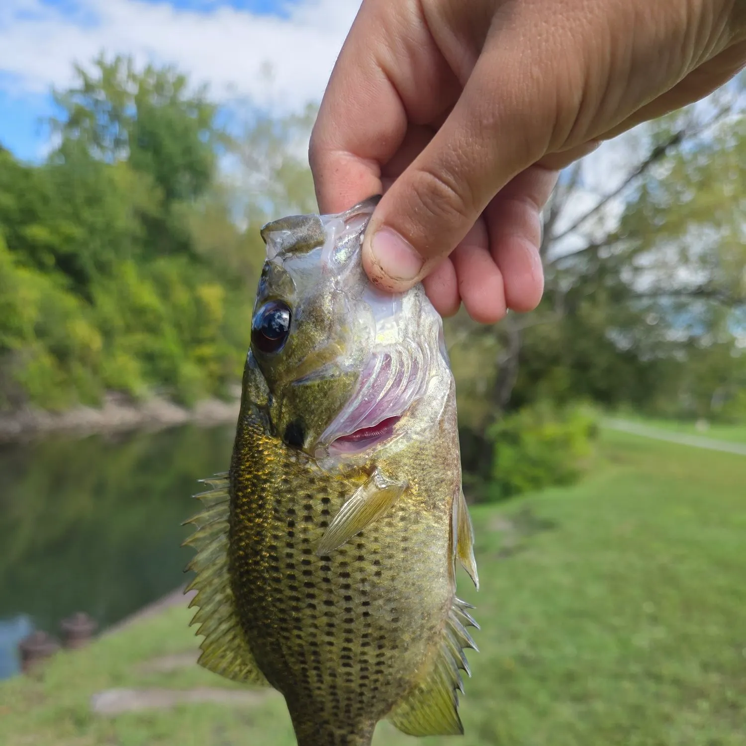 Rock bass caught on Fishbrain