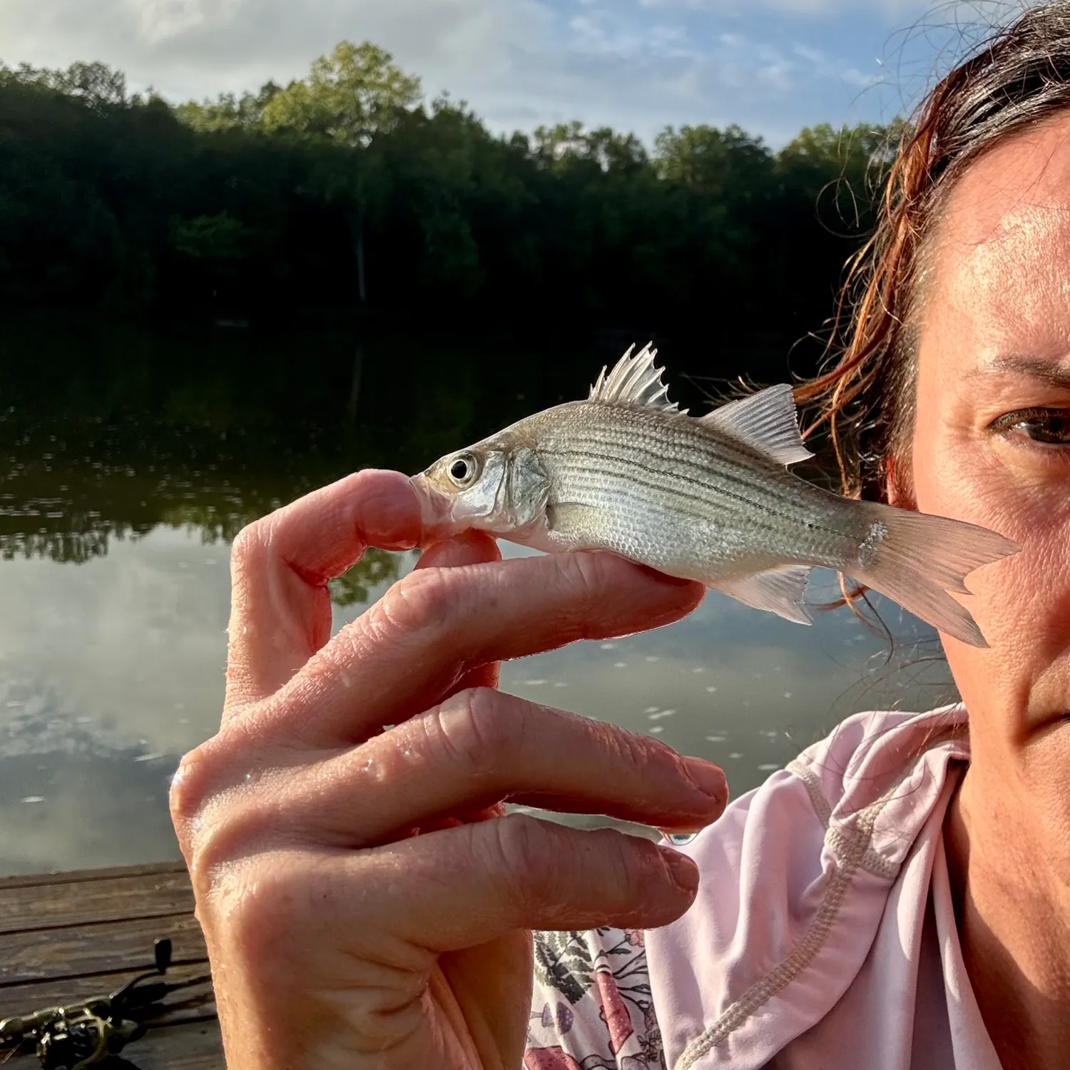 White bass caught on Fishbrain