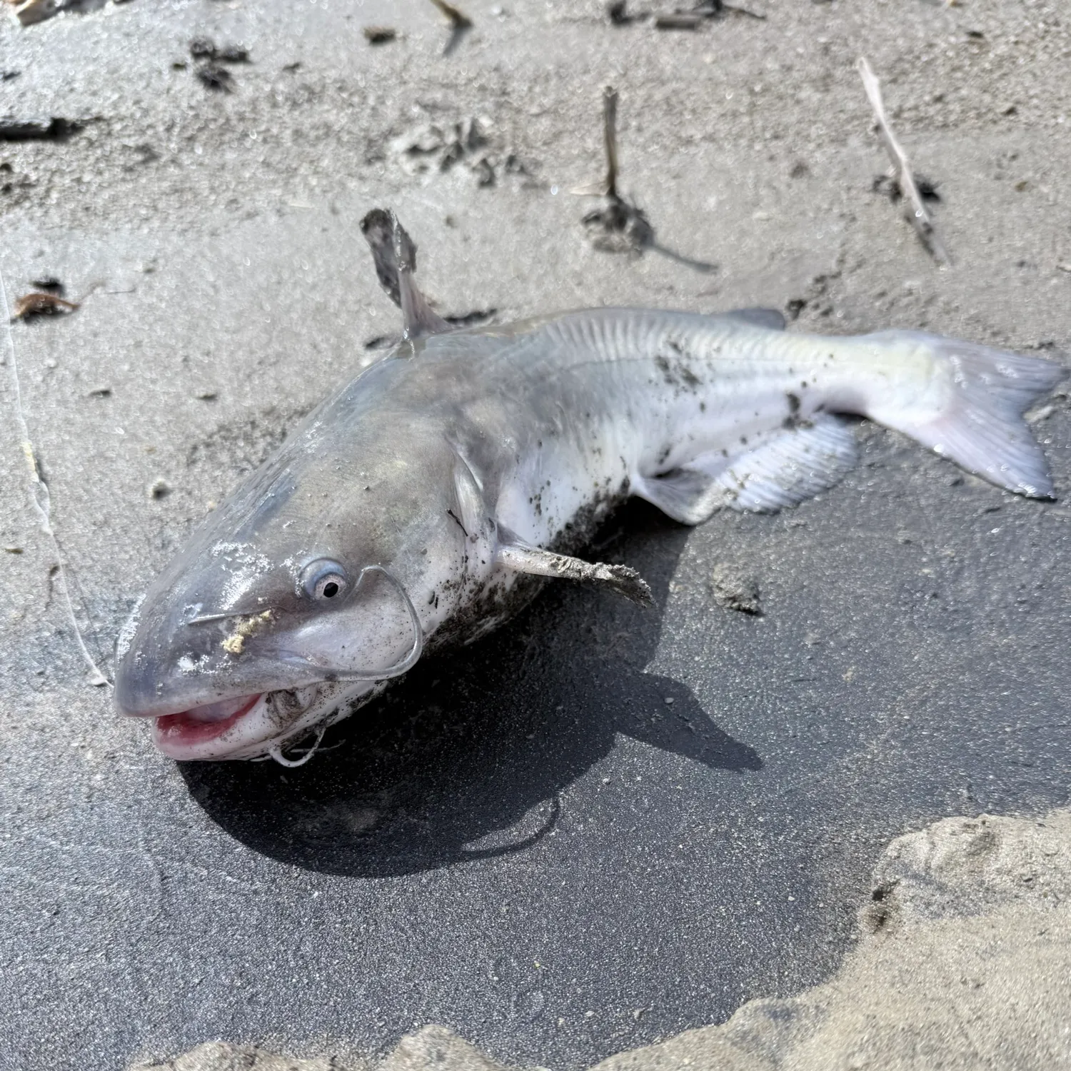 Channel catfish caught on Fishbrain