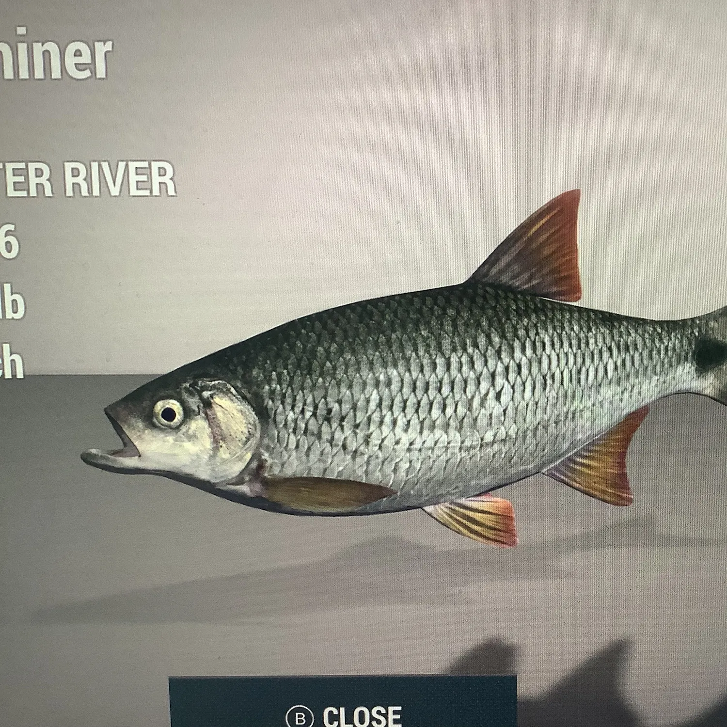 The most recent Western blacktail shiner catches on Fishbrain