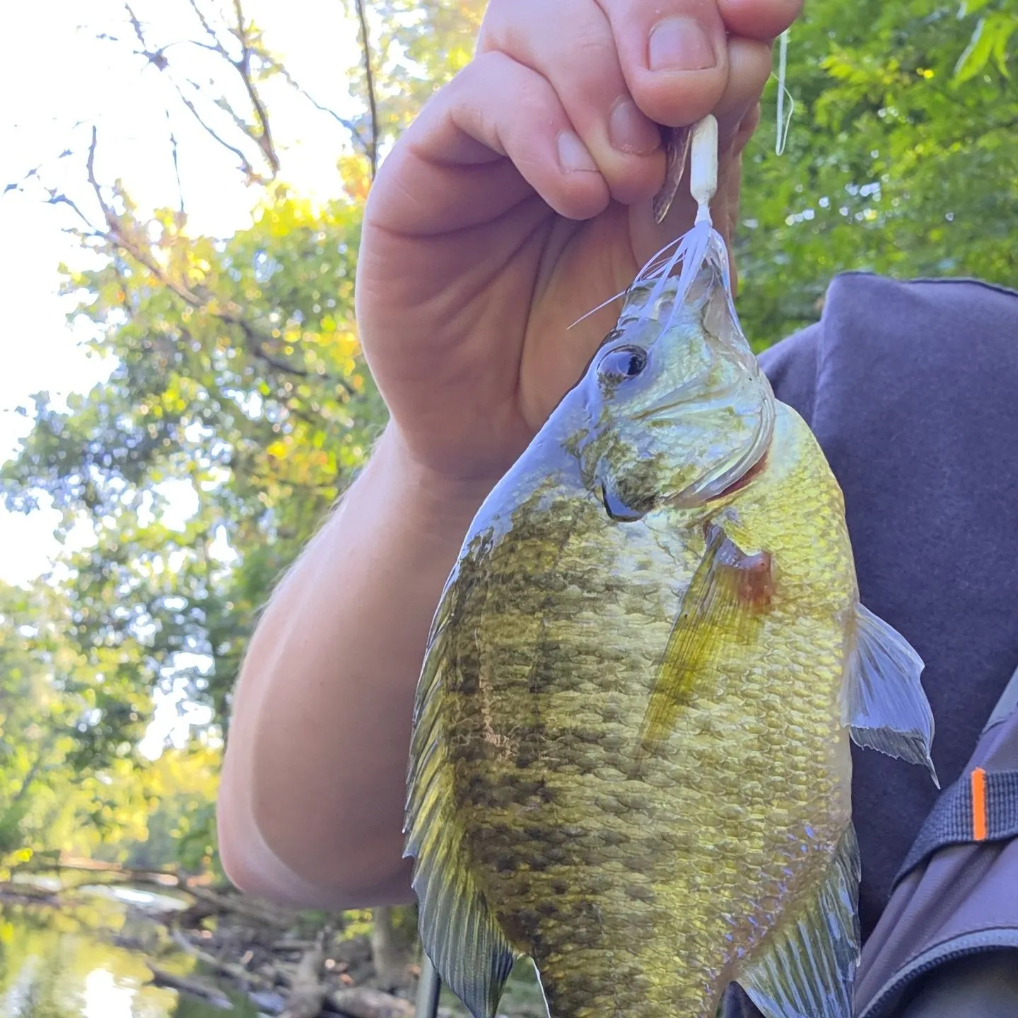 Bluegill caught on Fishbrain