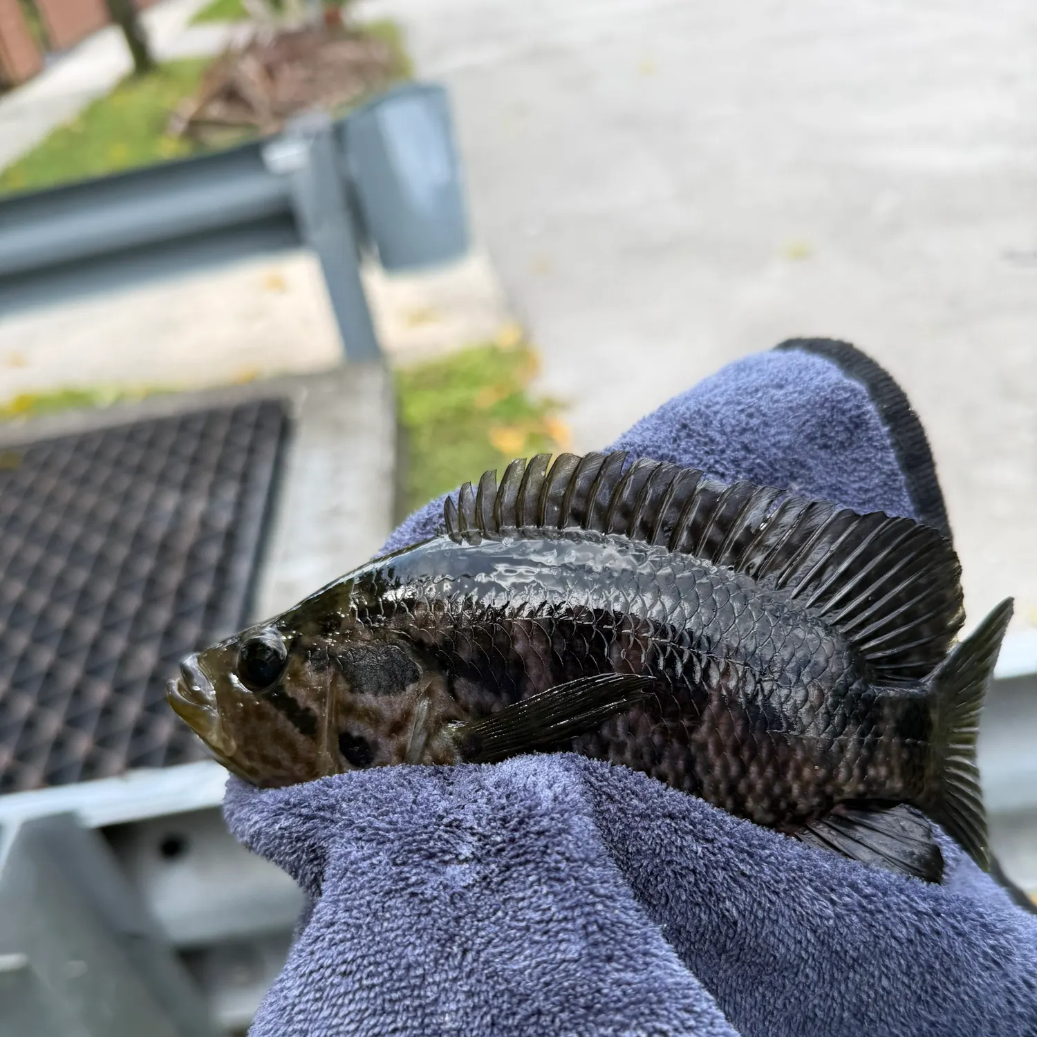 The most recent Jaguar cichlid catches on Fishbrain