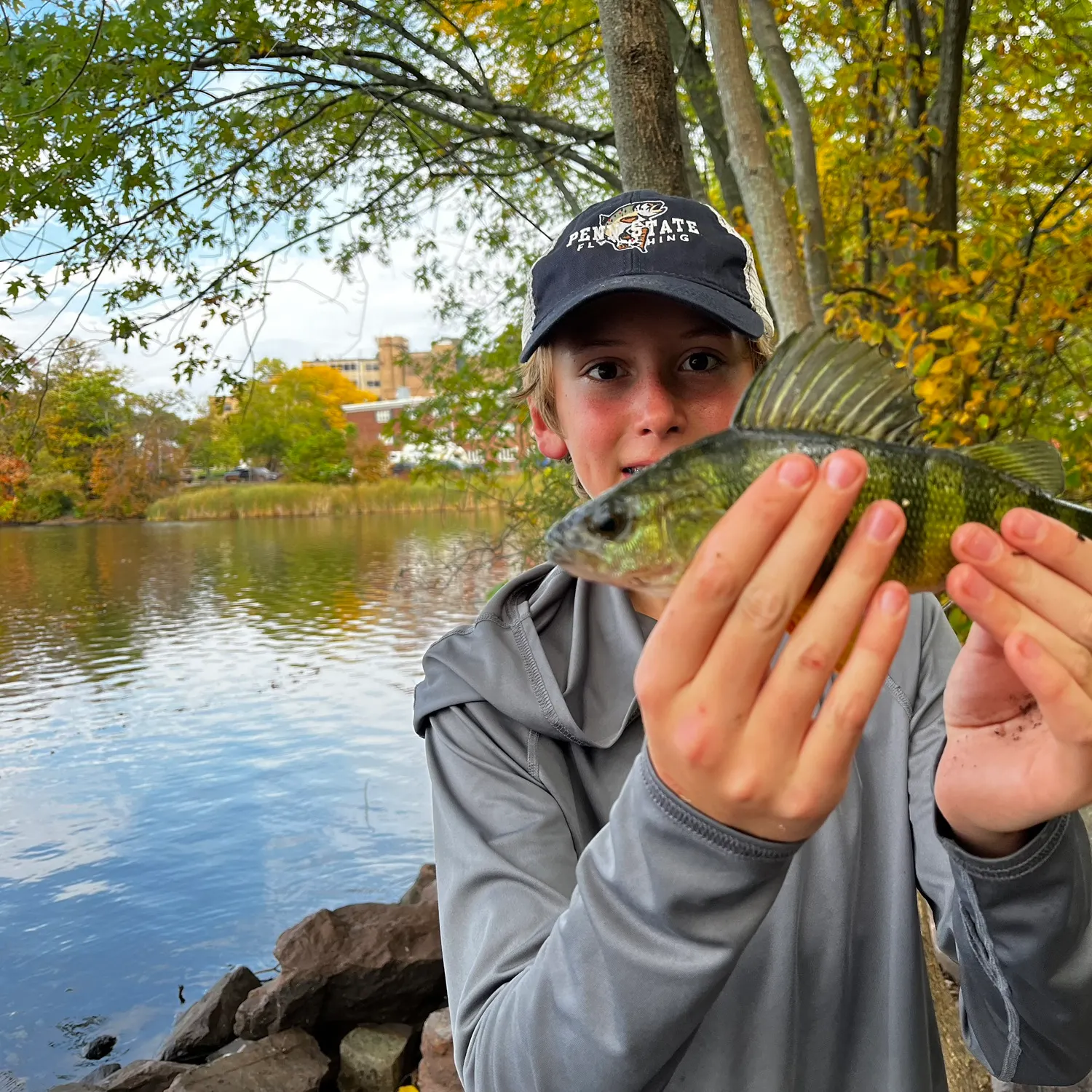 Yellow perch caught on Fishbrain