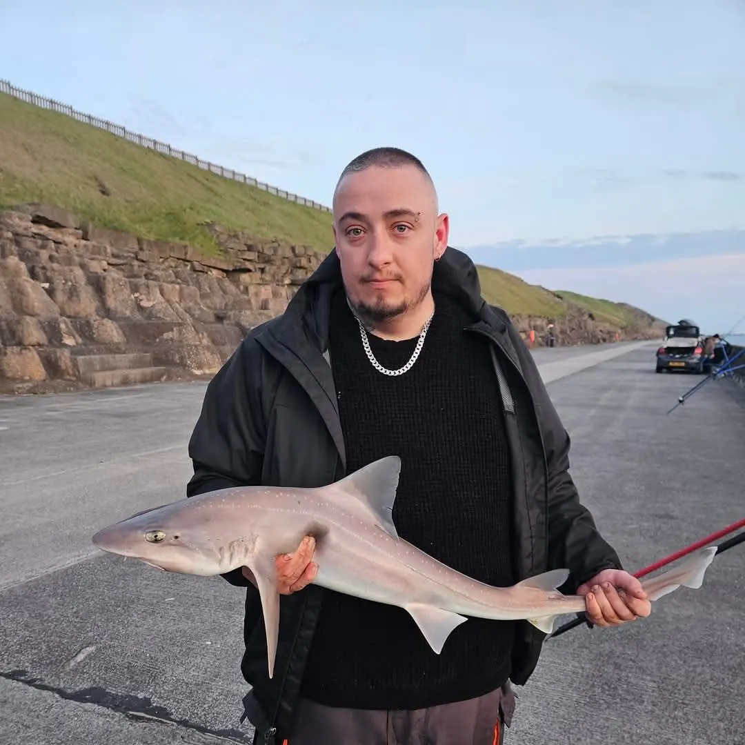 The most popular recent Starry smooth-hound catch on Fishbrain