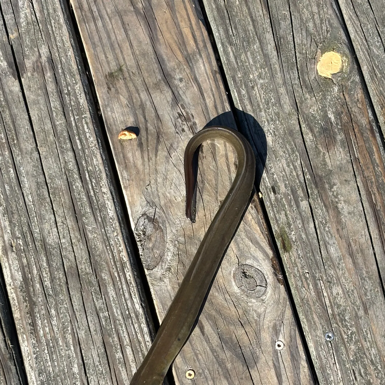 The most recent American eel catches on Fishbrain