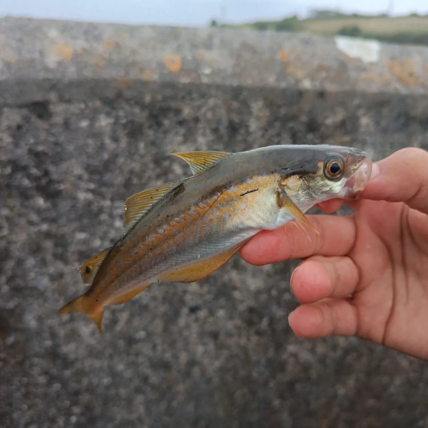 Pollack caught on Fishbrain