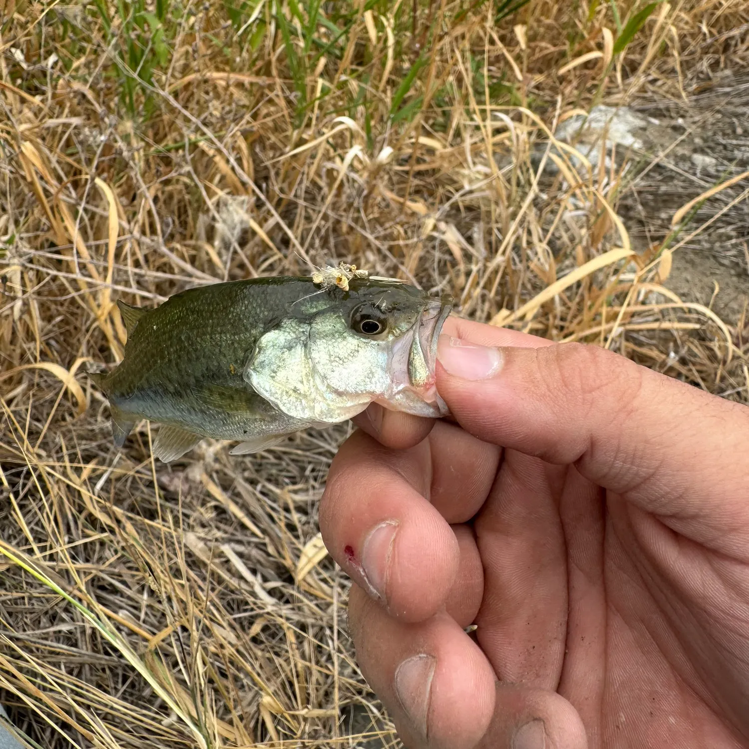 Smallmouth bass caught on Fishbrain