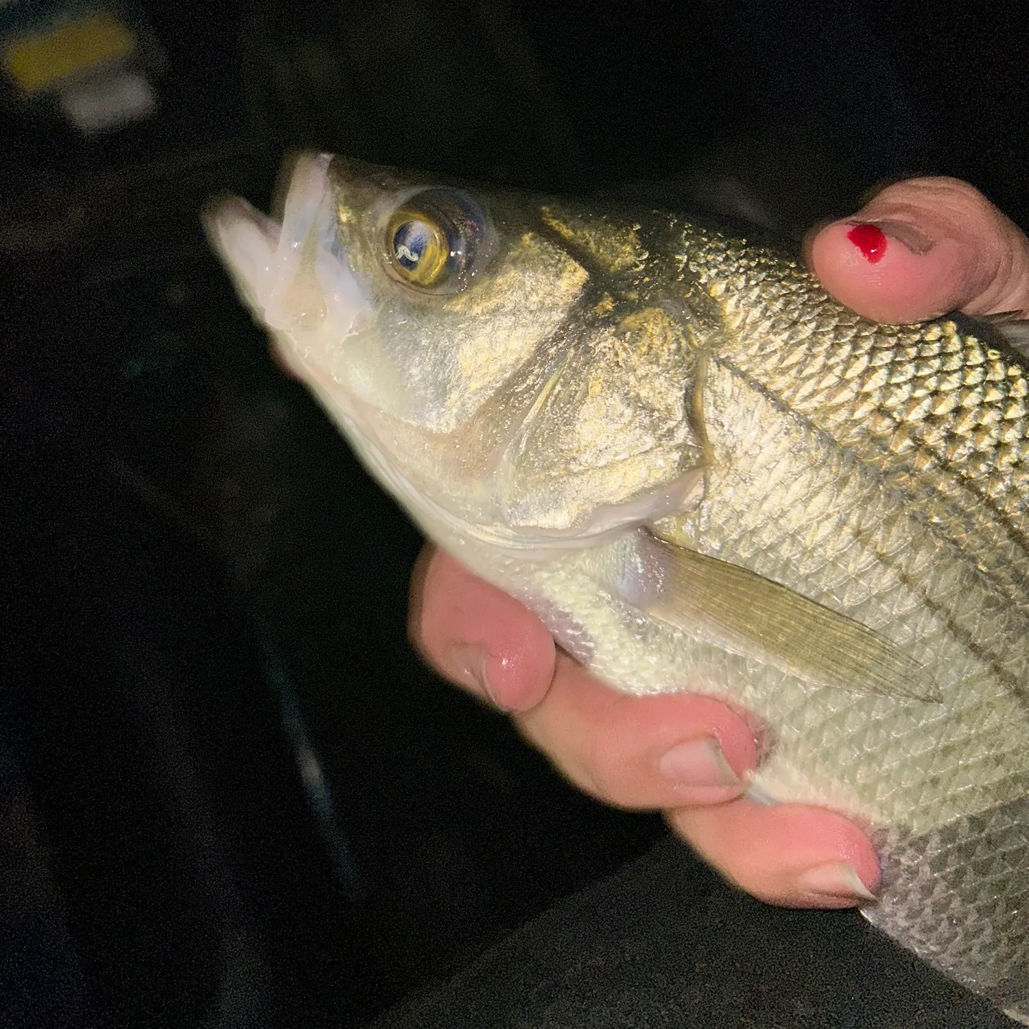 White bass caught on Fishbrain
