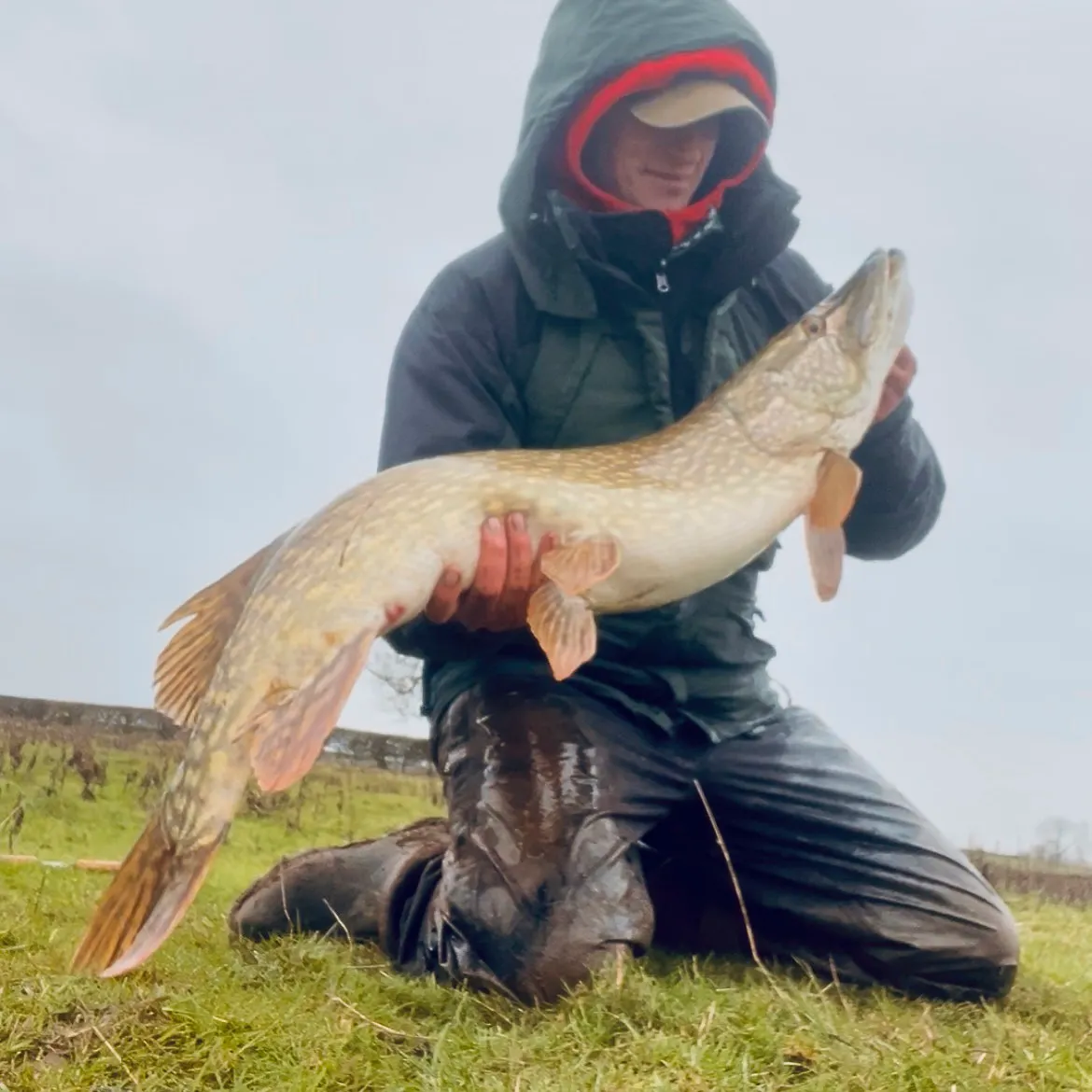 The most recent Northern pike catches on Fishbrain