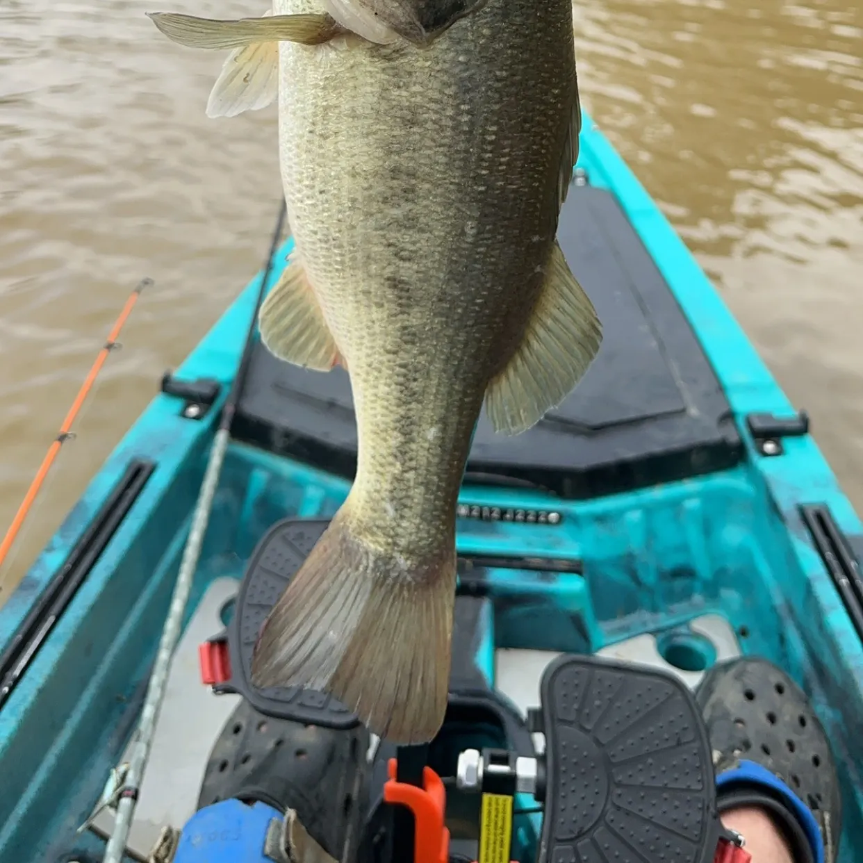 Spotted bass caught on Fishbrain