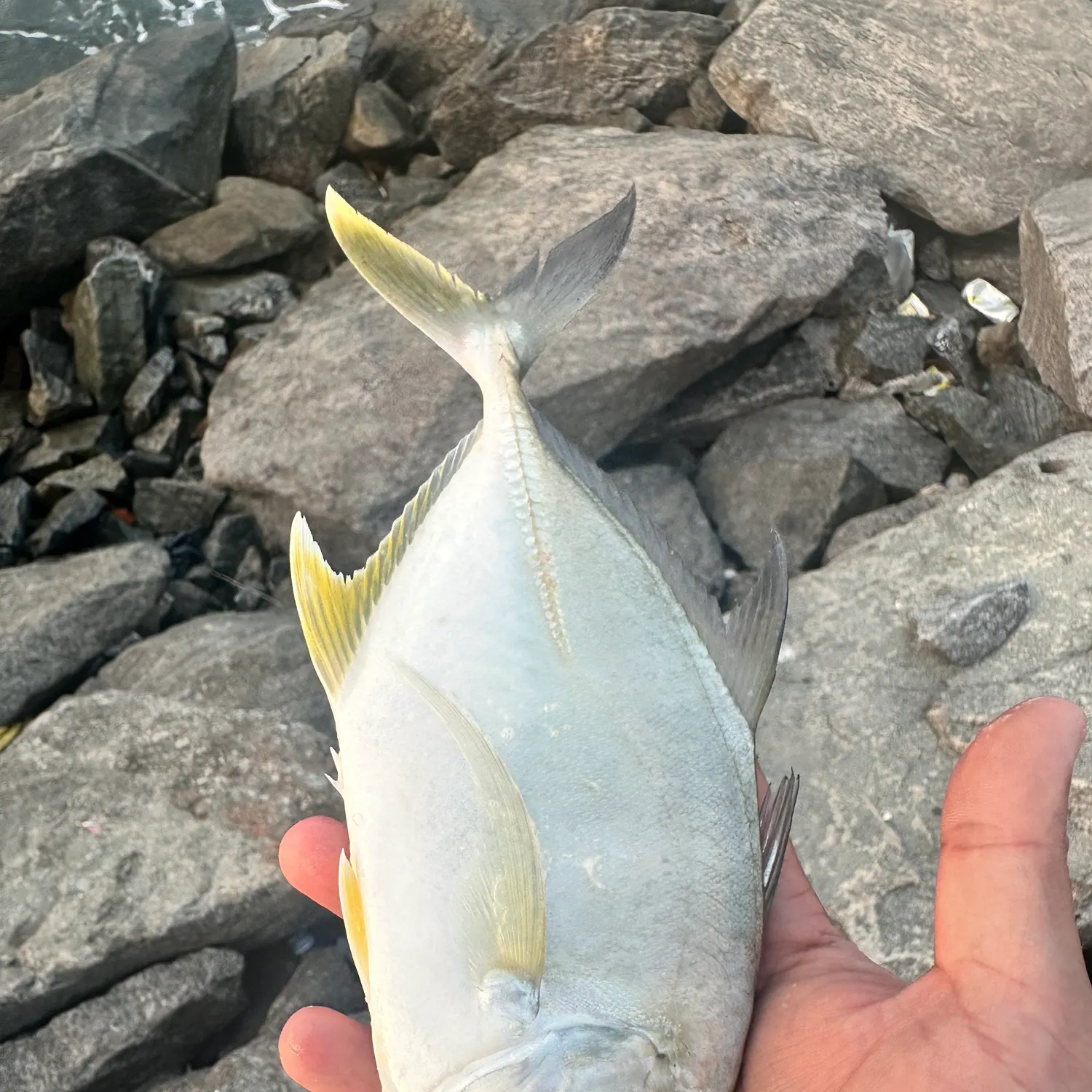 The most recent Brassy trevally catches on Fishbrain