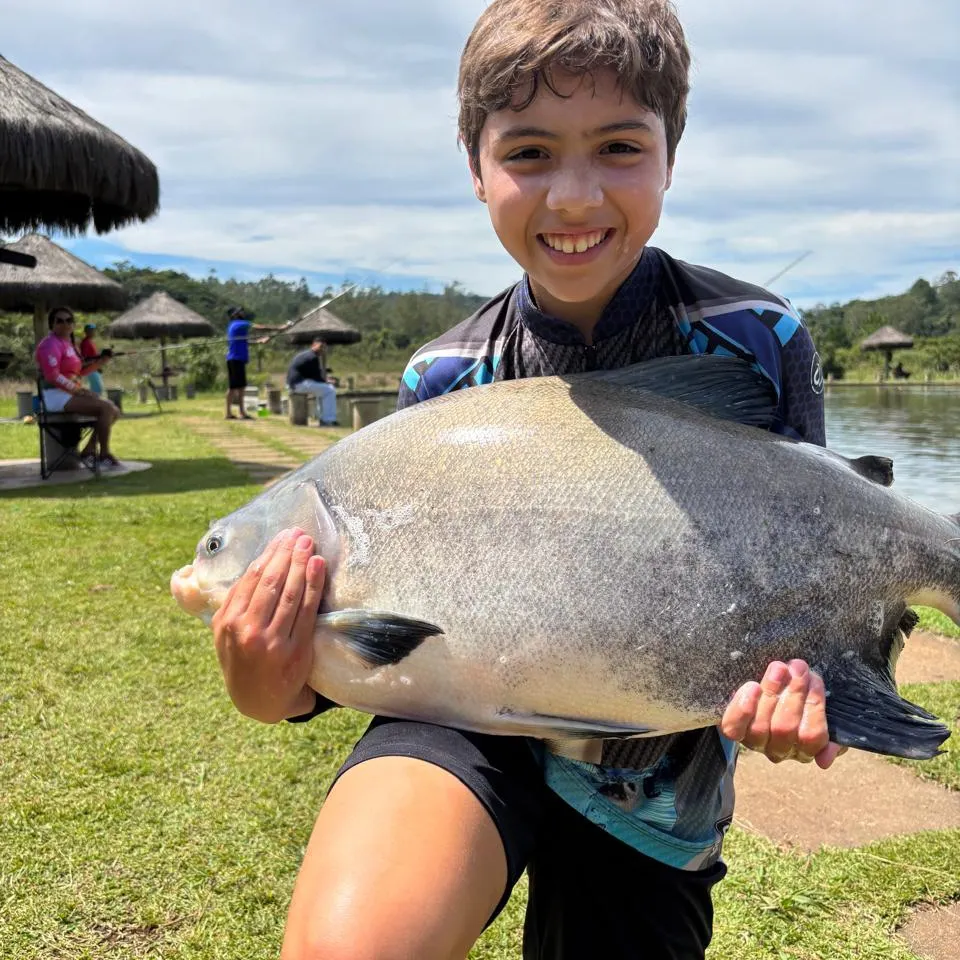 The most recent Black pacu catches on Fishbrain