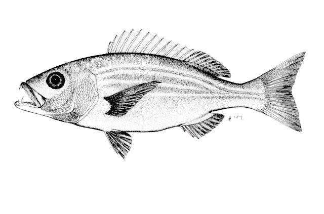Carpenter seabream