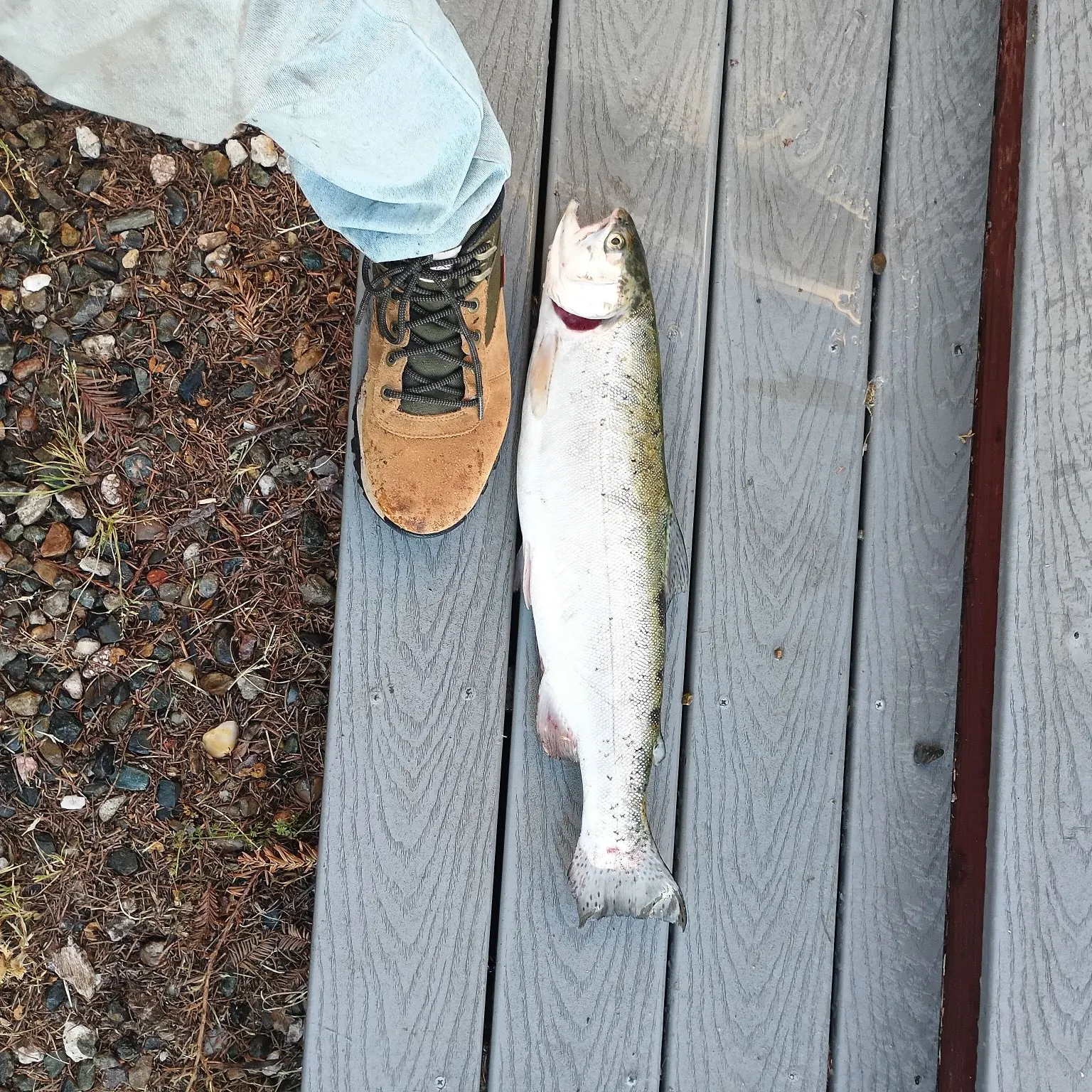 The most recent Coho salmon catches on Fishbrain