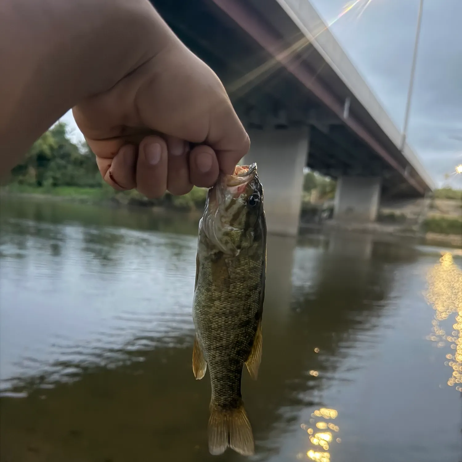 Spotted bass caught on Fishbrain